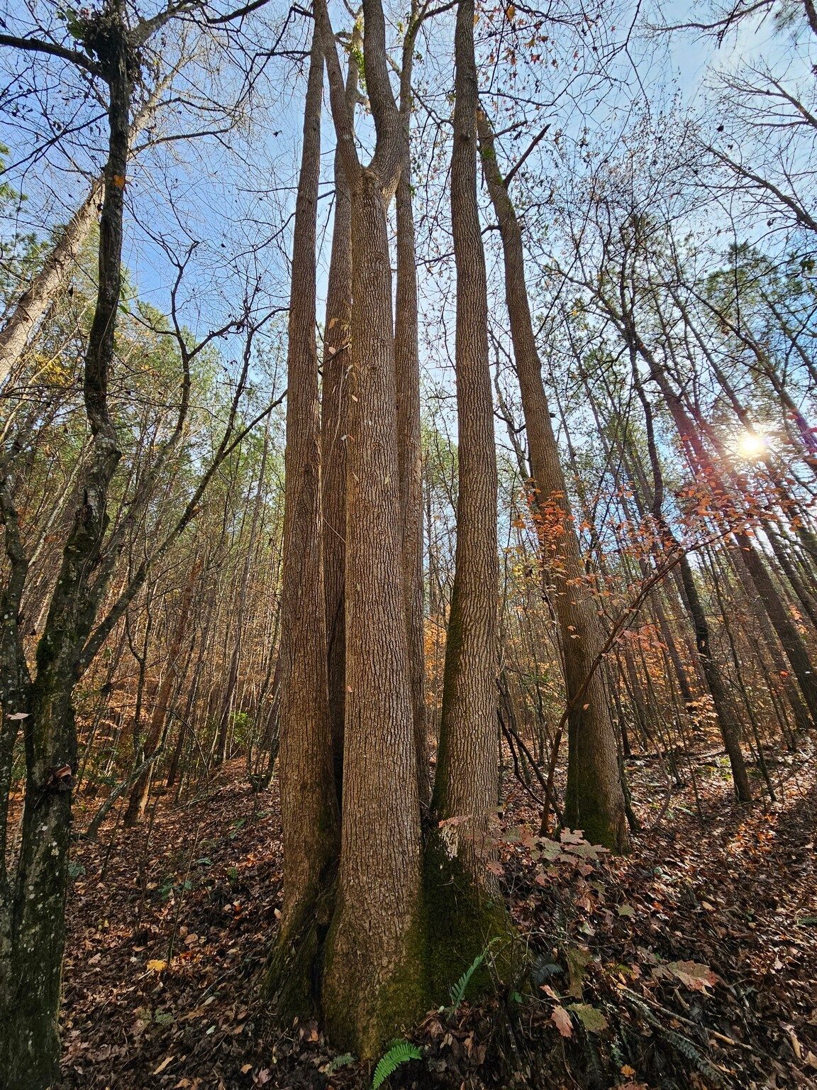 A curious quintuplet trunked tree . . . or at least appears to be so.
