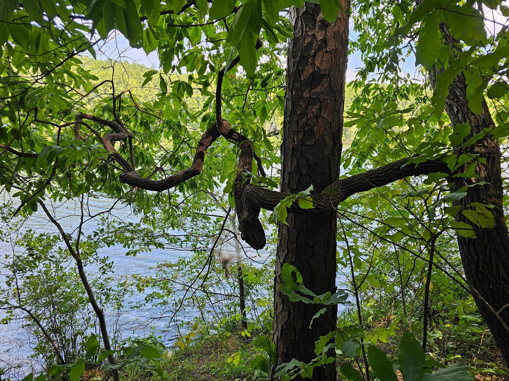 Gotta love the uniqueness of the branching of these Sourwood trees.