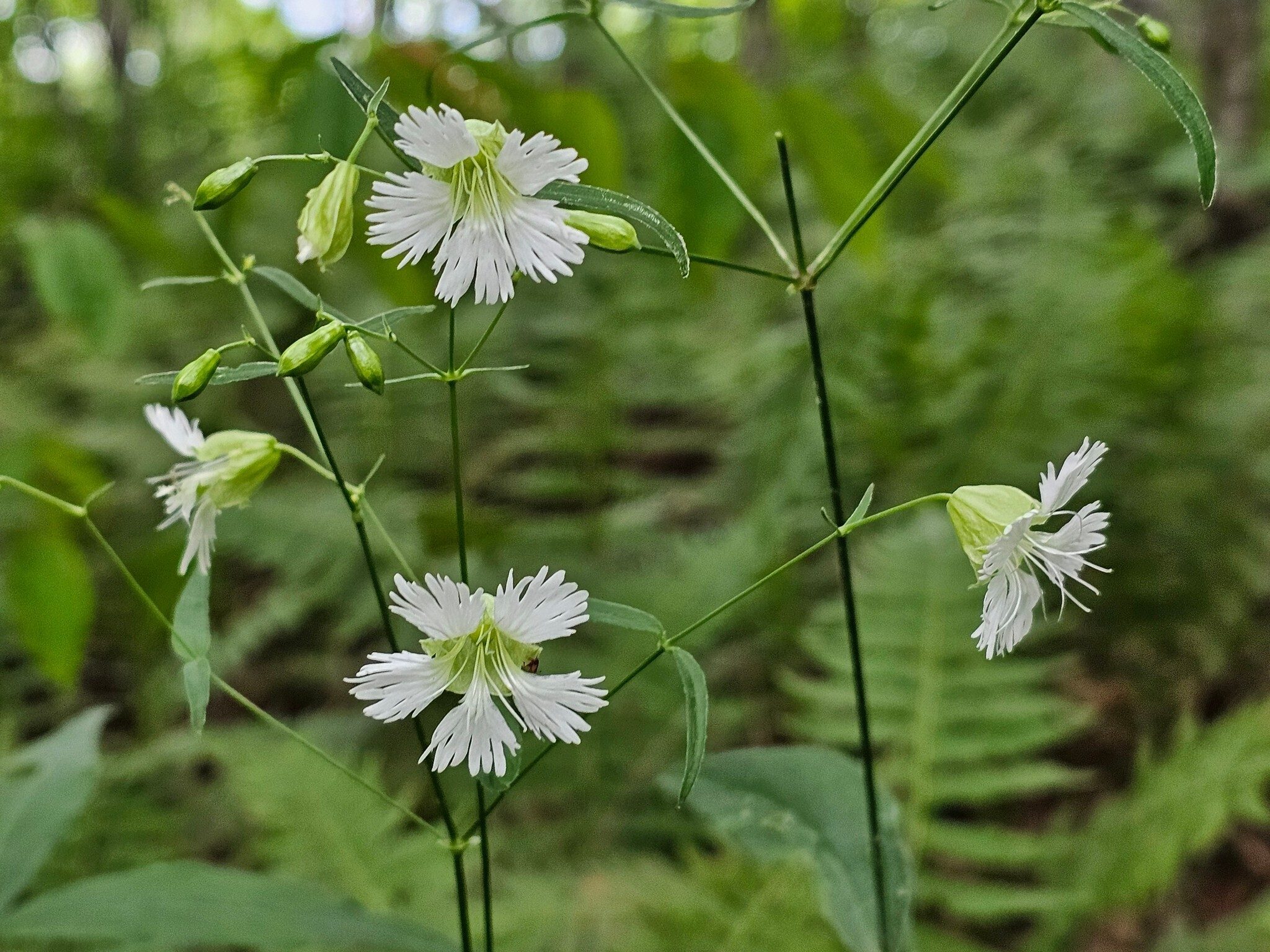 These Starry Campion were really stunning.