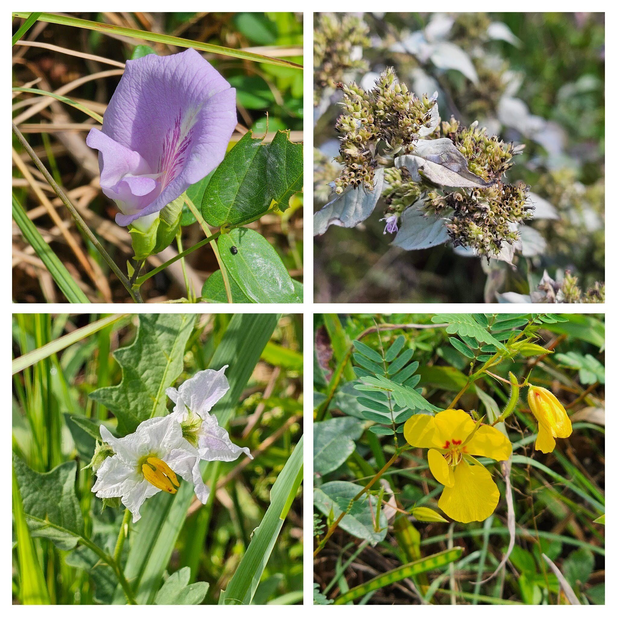 Wildflowers on the Lake Russell Dam- clockwise from 10 O-clock: Butterfly Pea, Mountain Mint, Partridge Pea & Carolina Horsenettle.