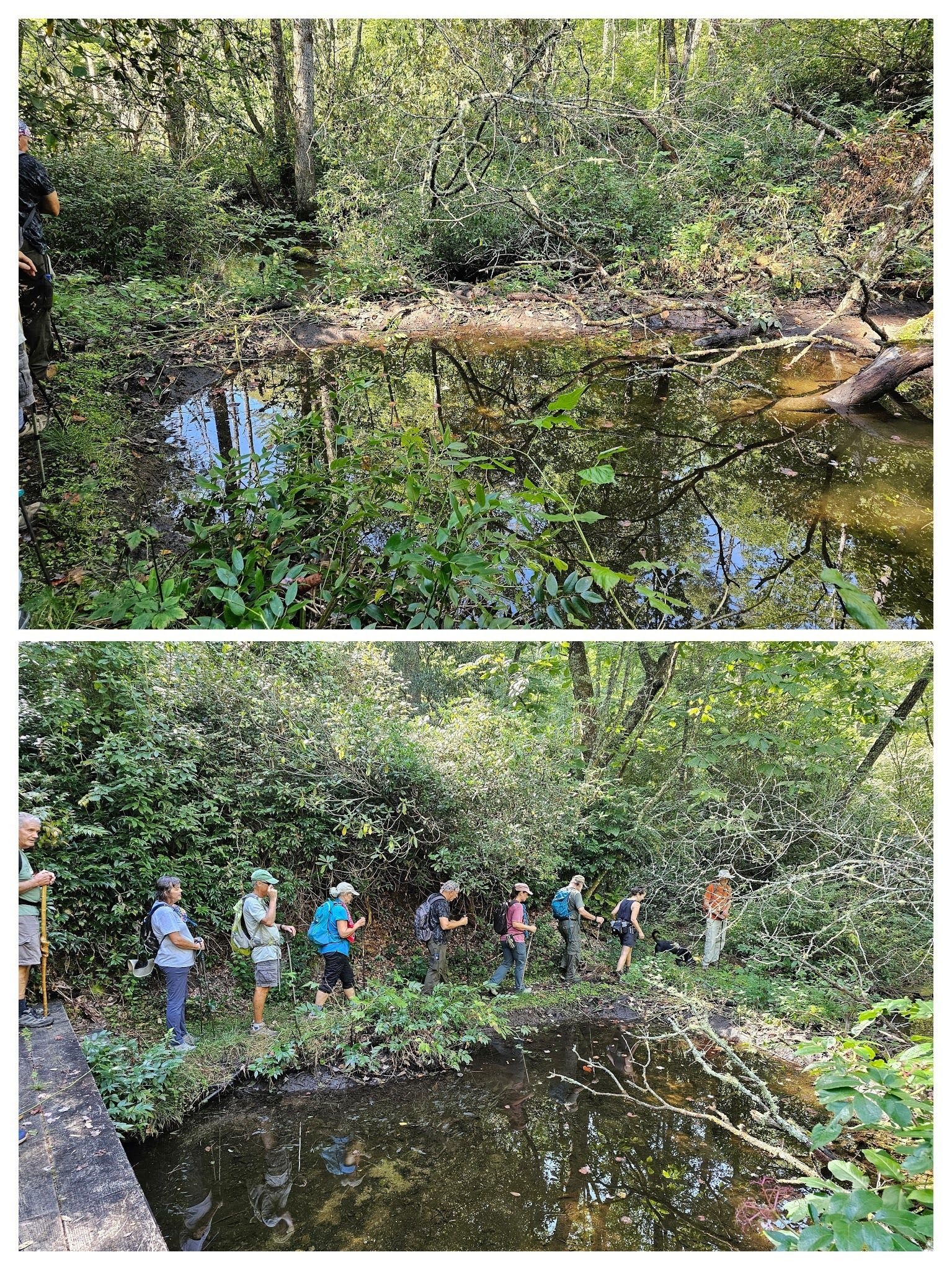 Hey look, a beaver dam.  However, we didn't see a lot of gnawed trees in this area.