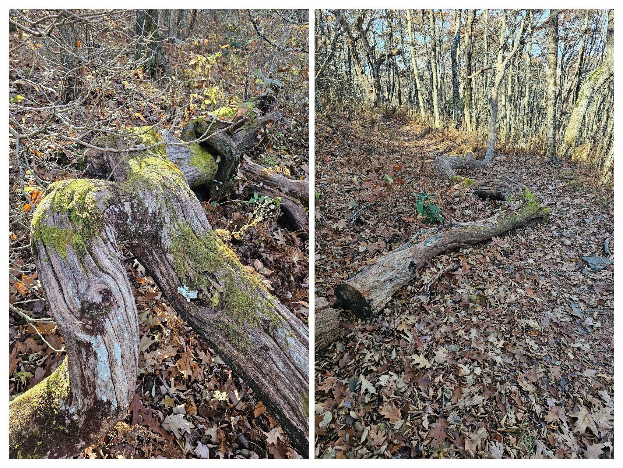 Beth McDonald and I were wondering what these contorted and fallen dead trees must have looked like when alive and standing.