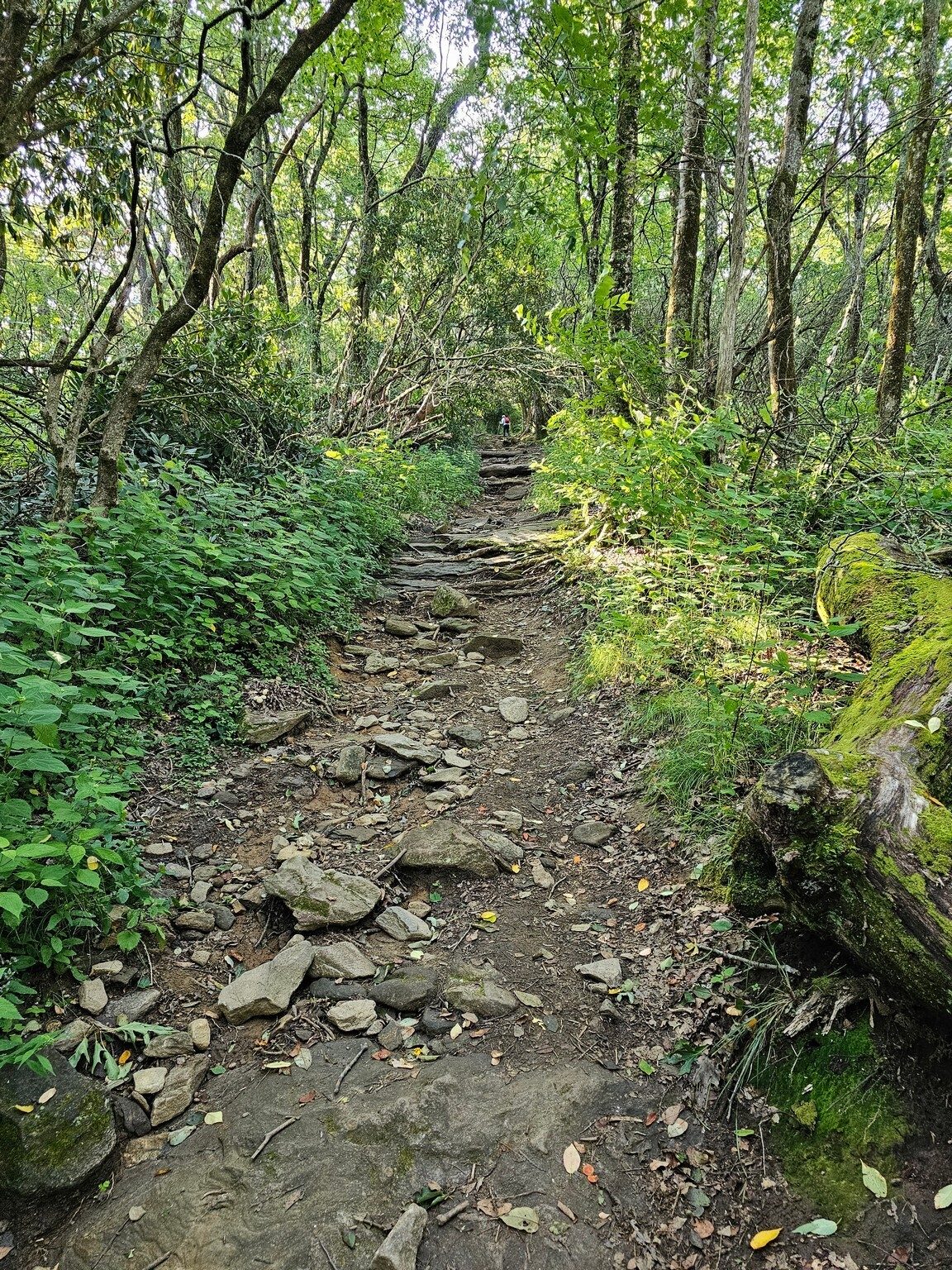 It's a well used, rocky, steep initial climb for the first section of the trail to Pickens Nose.