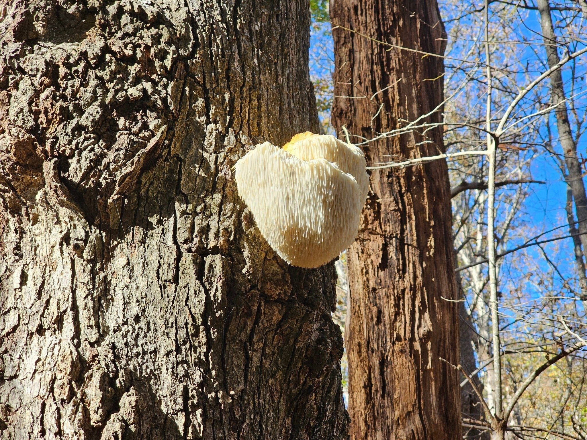 A curious fungus growing on this tree.