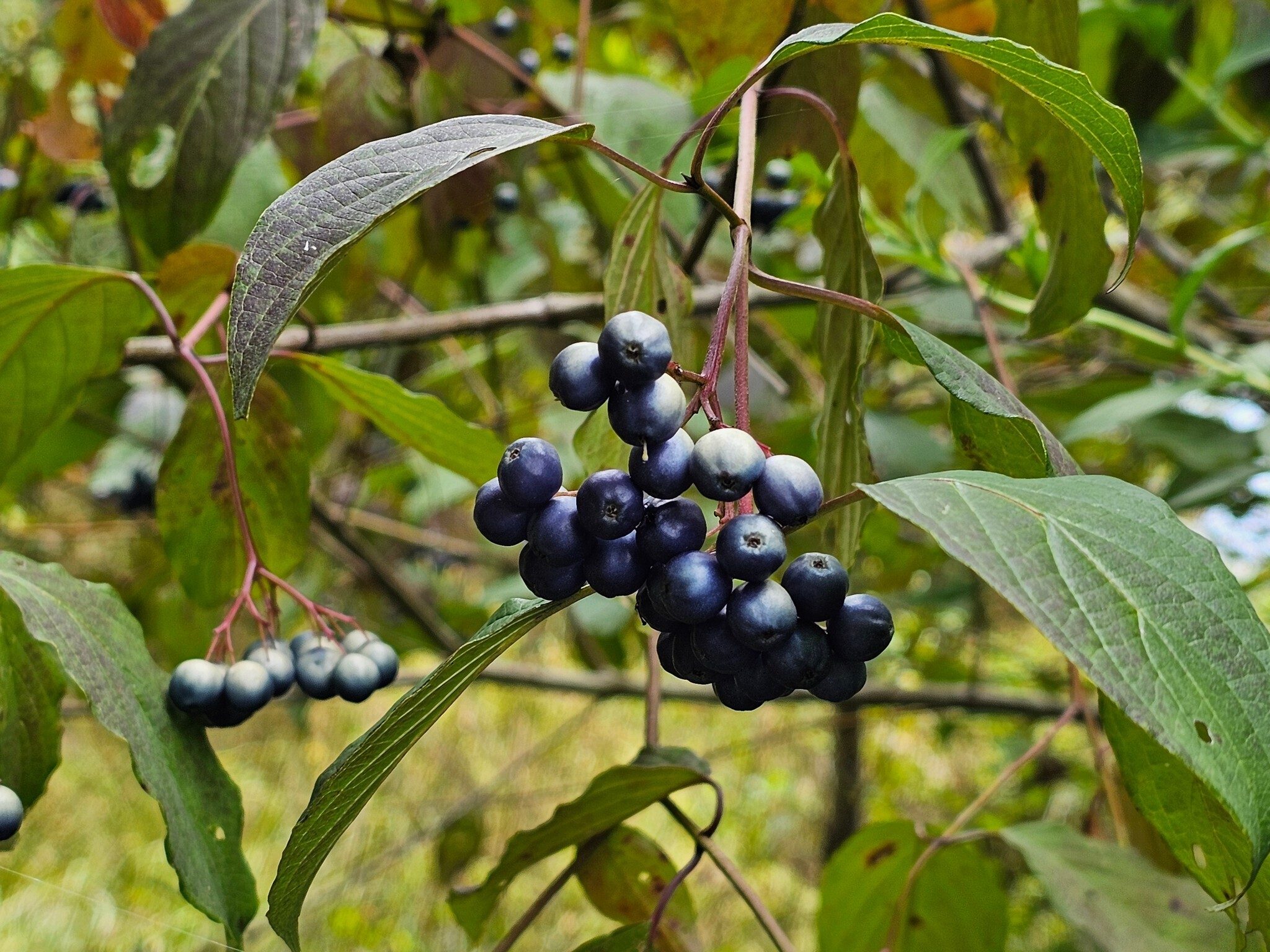 We saw this tree with eye-catching fruit just before crossing the spillway.  Jim Sullivan confirms this is Silky Dogwood (Cornus amomum).