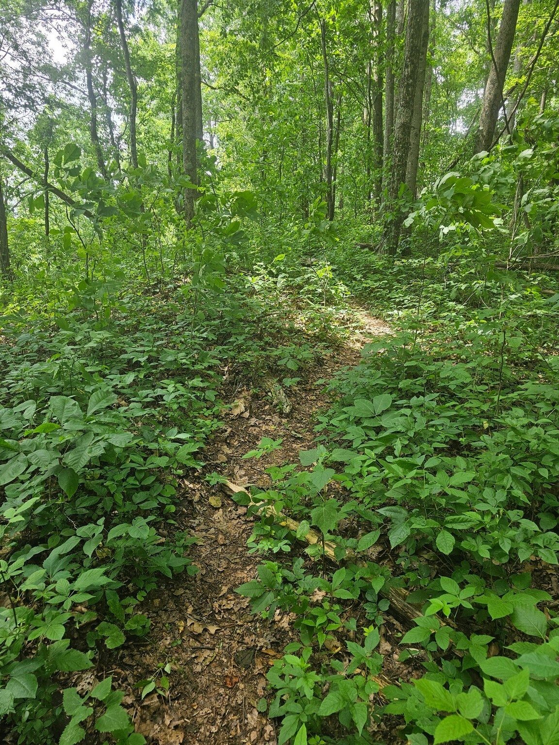 Perhaps this section should be named the "Poison Ivy Trail."