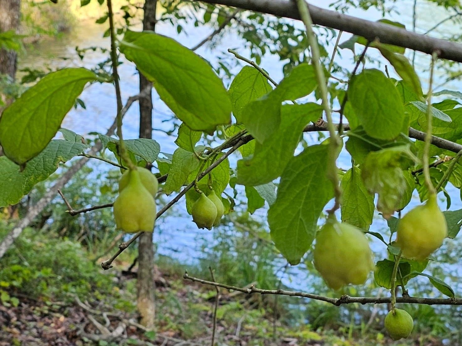 Jim Sullivan has also identified this as "Buffalonut, Pyrularia pubera in the Sandalwood family, an uncommon shrub. It is parasitic, via roots, on other woody shrubs and trees."