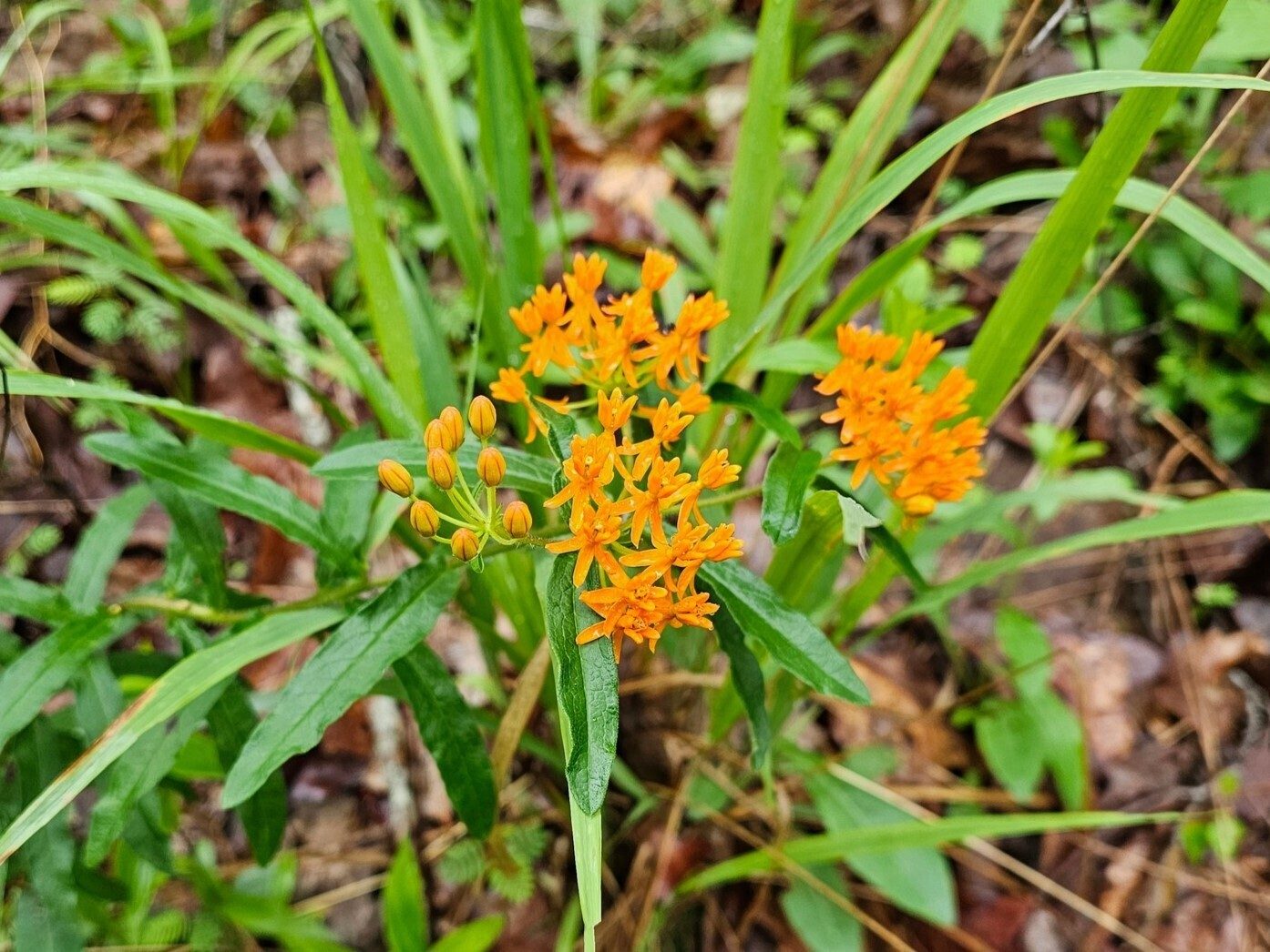 We don't normally see much of this Butterfly Milkweed on our hikes.