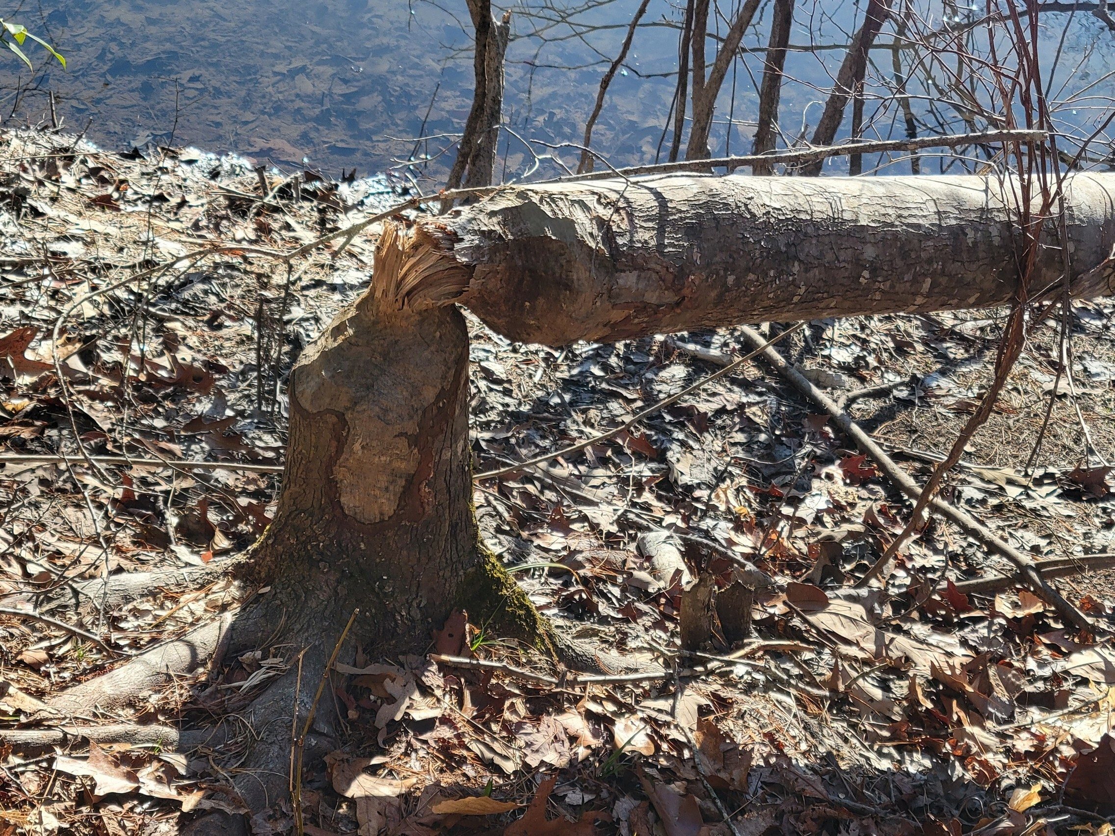 Looks like Mr. Beaver has made a home here.
