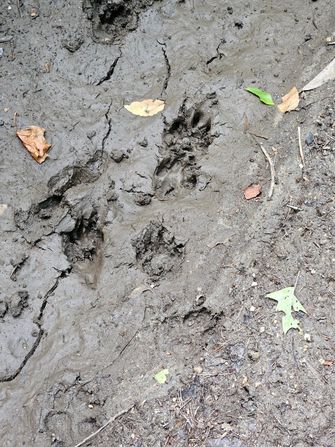 Could these be Beaver tracks?