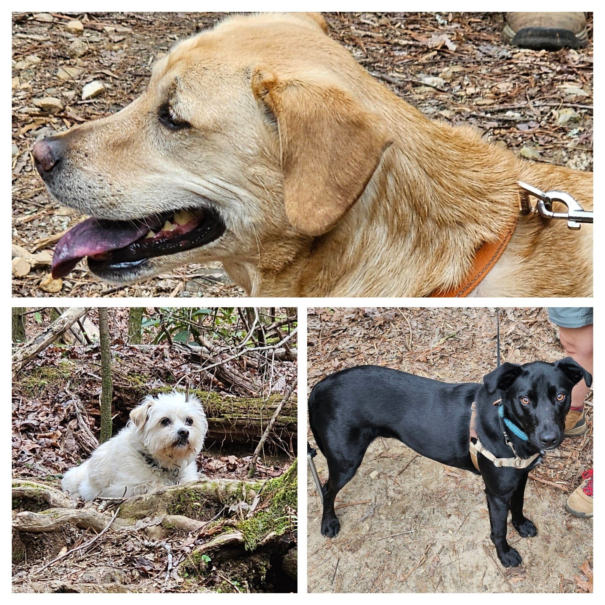 Today's trail dogs:  Squirt, Toby & Cutie Pie. "I love people, but they are so slow!"