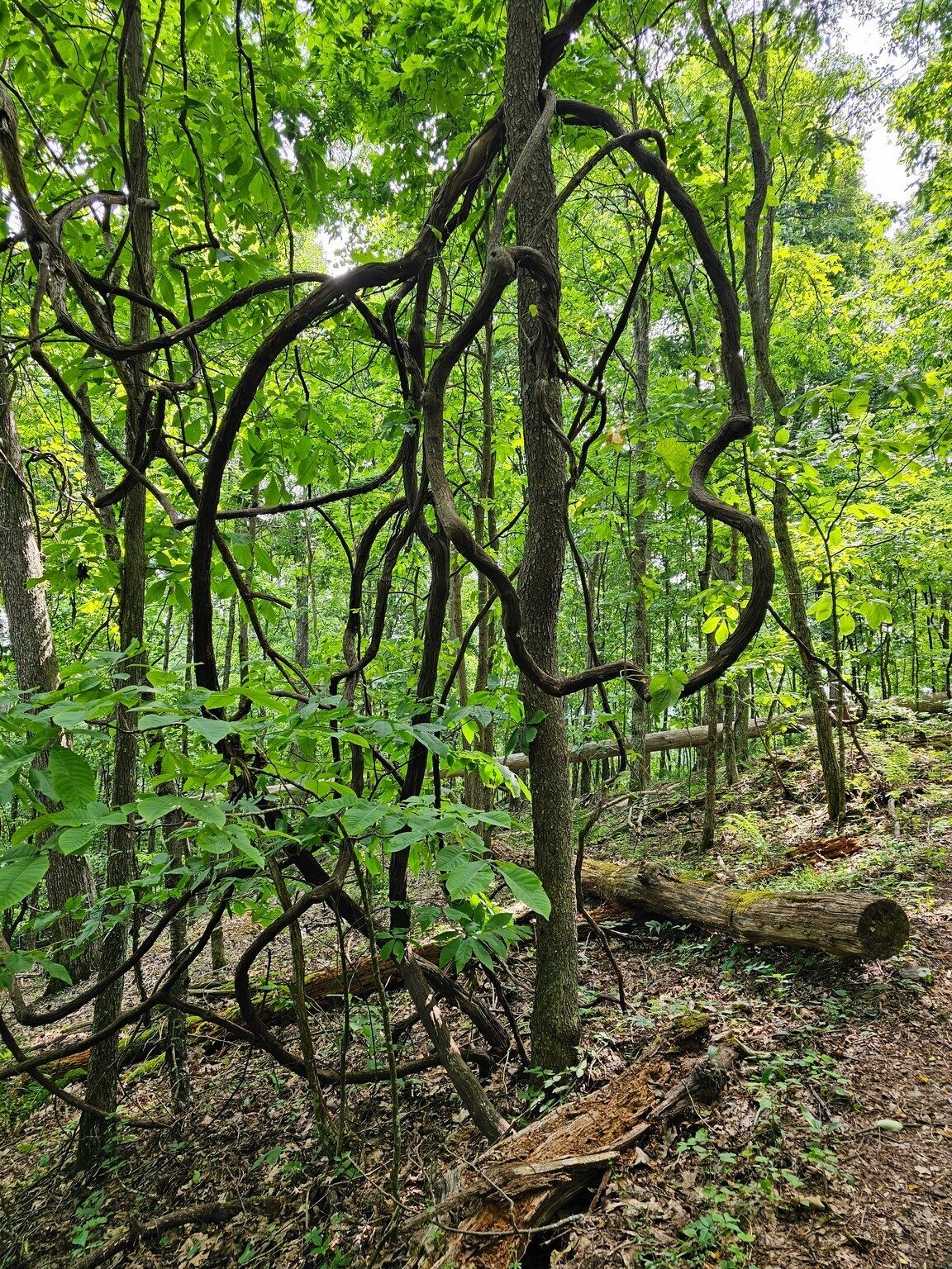 I believe Renee described this unusual tangle of vines as "nature's art."
