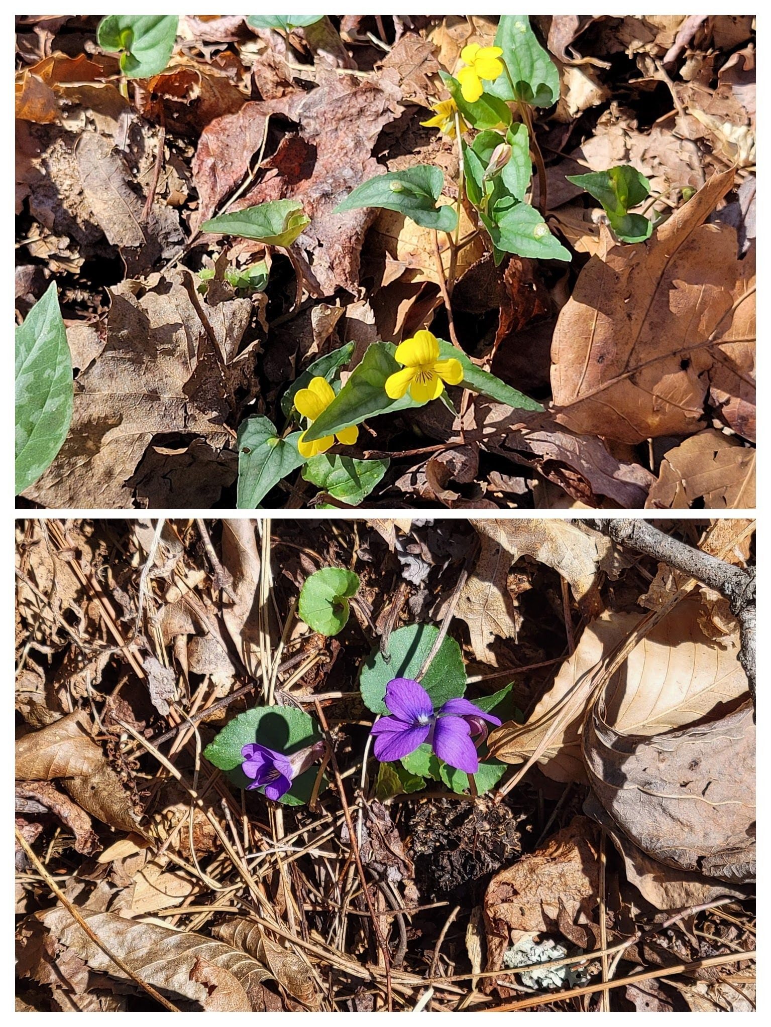 Halberd-leaved Violet & Common Blue Violet