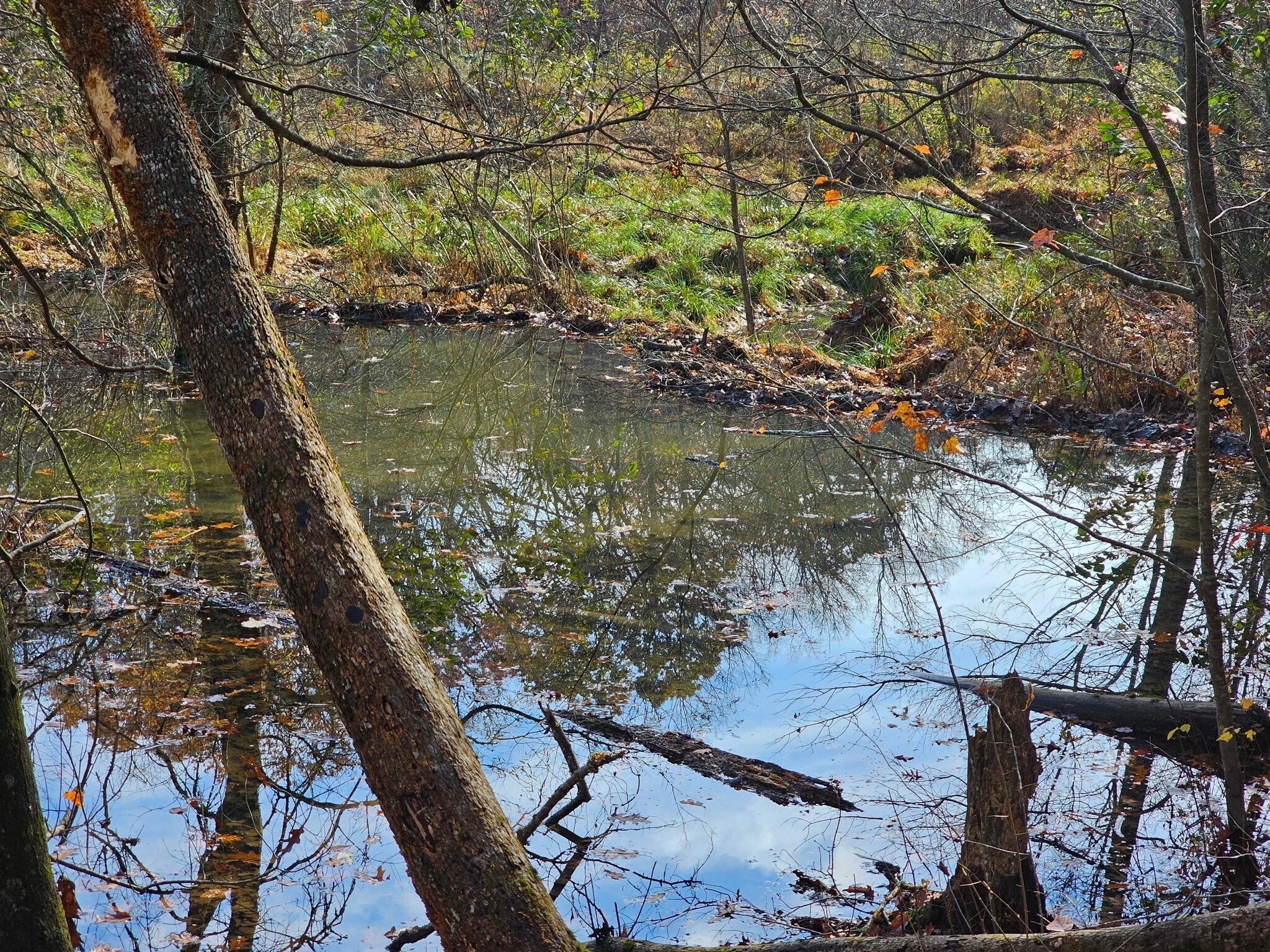 A beaver dam on Nancytown Creek.