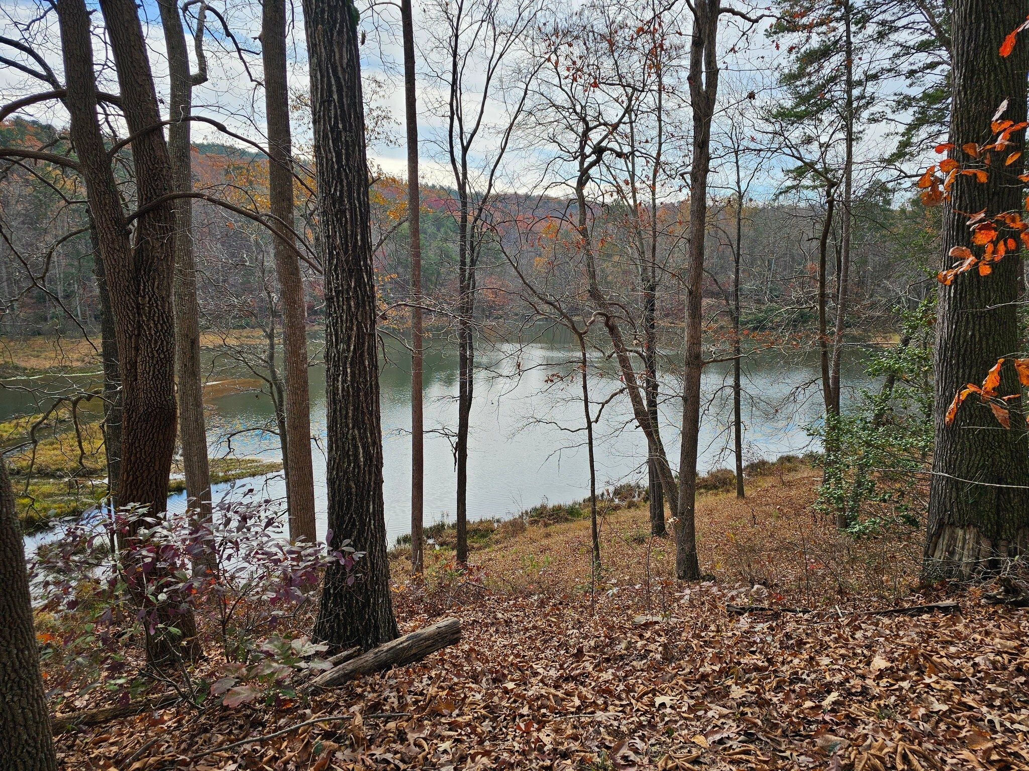 A final view of Nancytown Lake as we finish.  Where are the usual turtles sunbathing on logs in the lake?