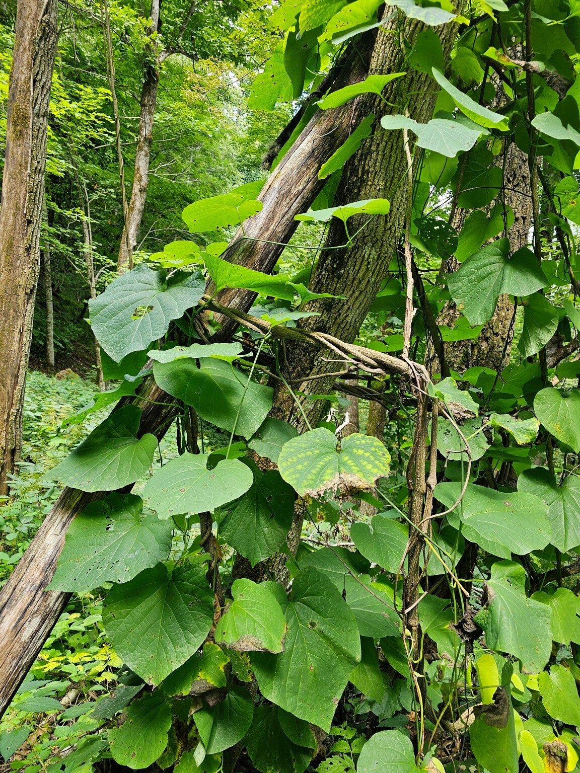Not Kudzu, but Dutchman's Pipe vines along a latter section of our trail.
