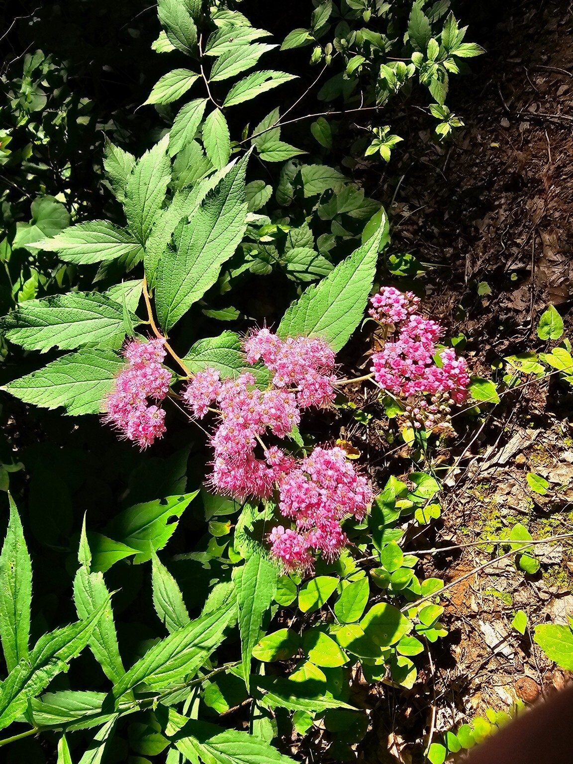 A fair amount of Japanese Spirea along this trail.