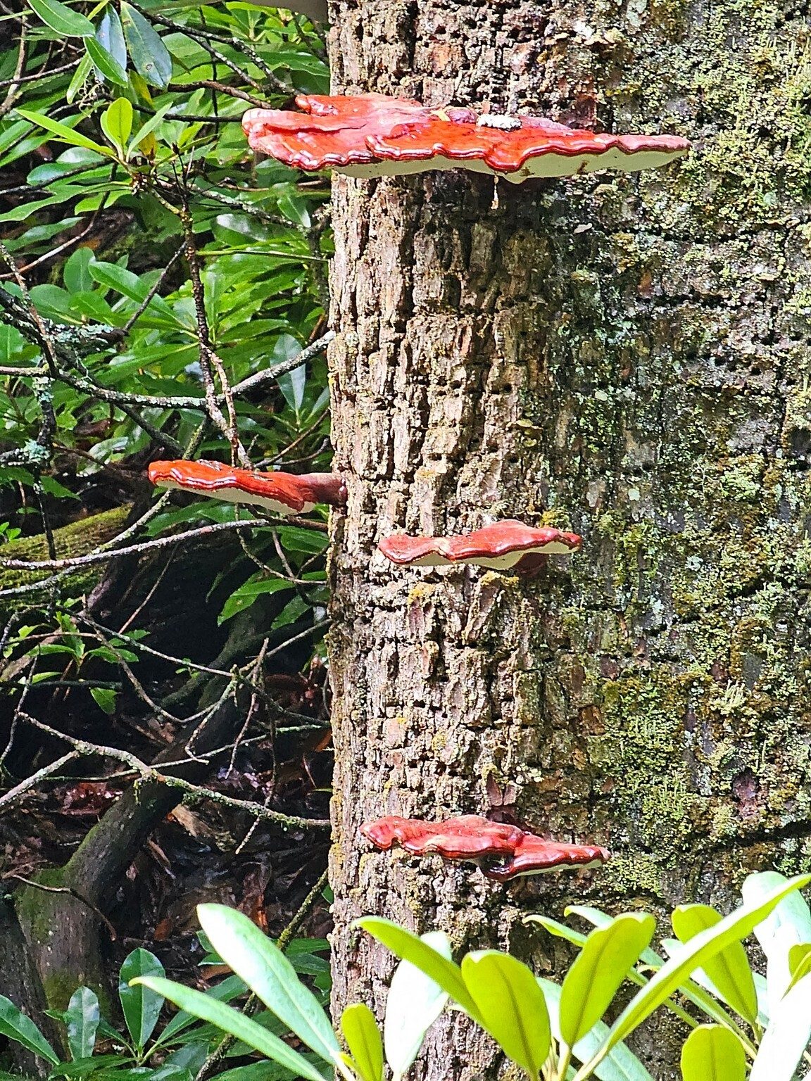 We saw a couple of trees with these striking large mushrooms staggered up its trunk.