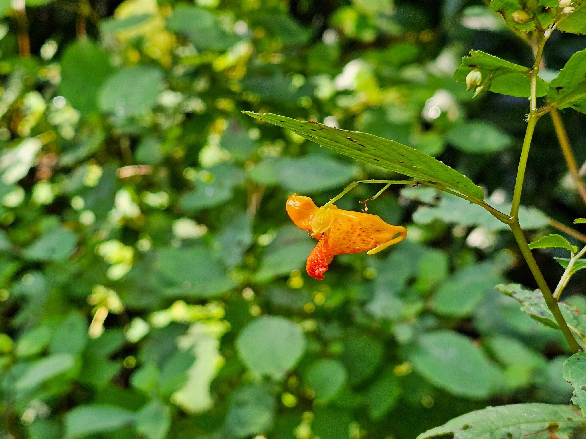 Just a small number of this Jewel Weed on the trail.