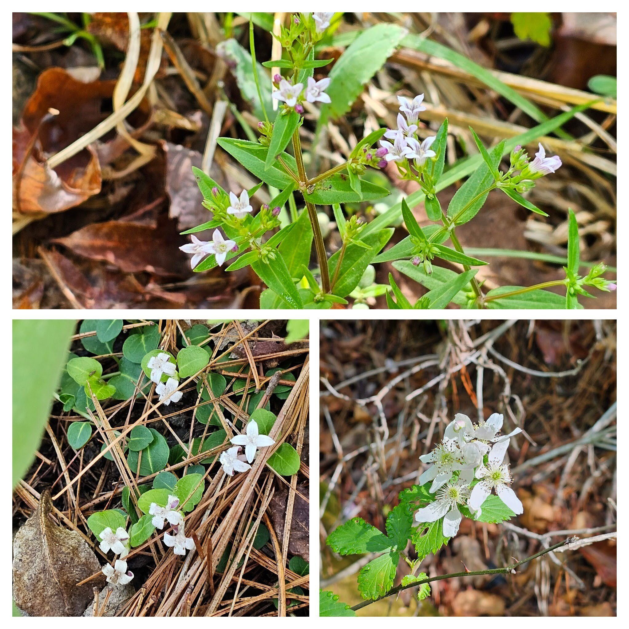 Further down the trail: Top: Longleaf summer bluet; LR: Blackberry; LL: Partridgeberry
