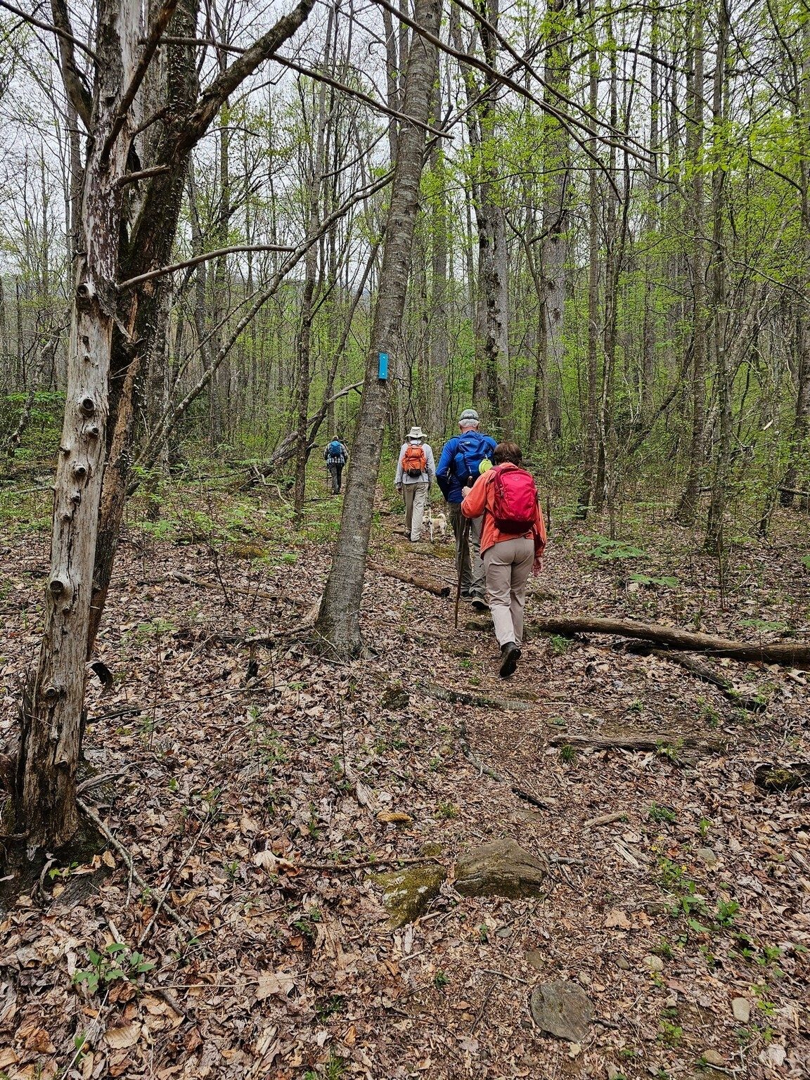 The blue blaze marks the turning point onto the Chimney Rock Trail.  Up we go!