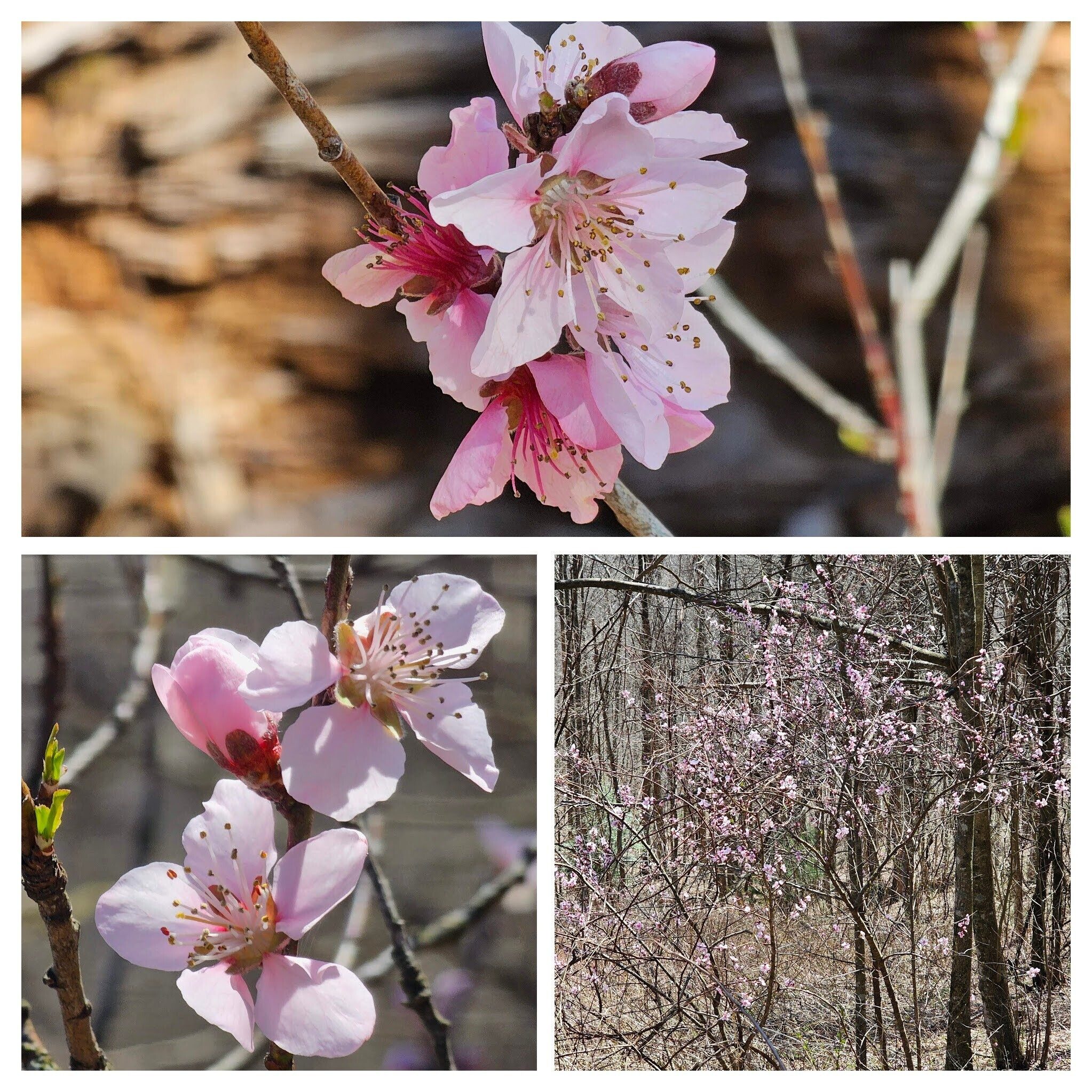 Puzzle of the day . . . Peach trees at the start and mid-hike. Really?