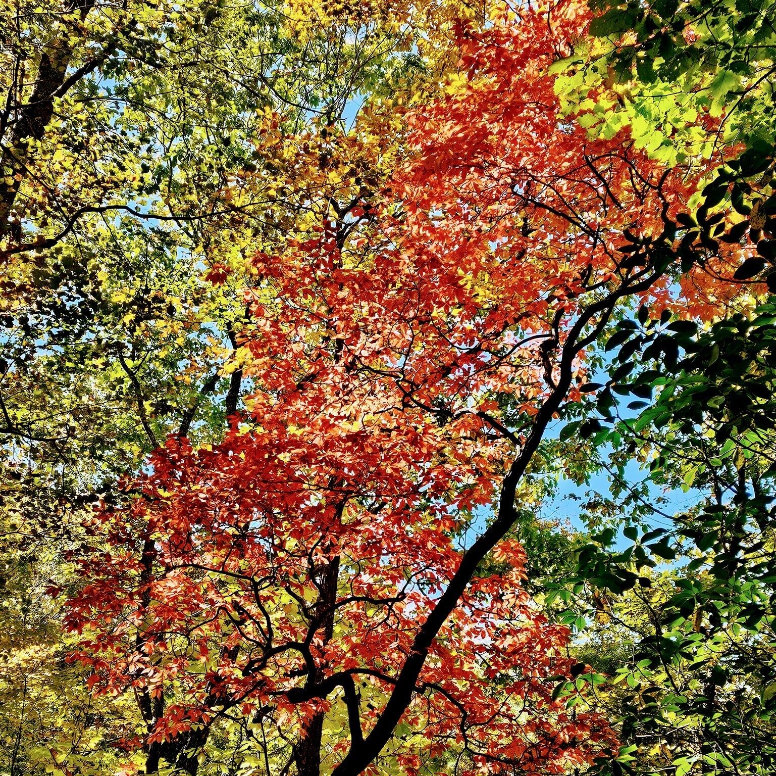A Sourwood shining through the forest toward the end of our hike.