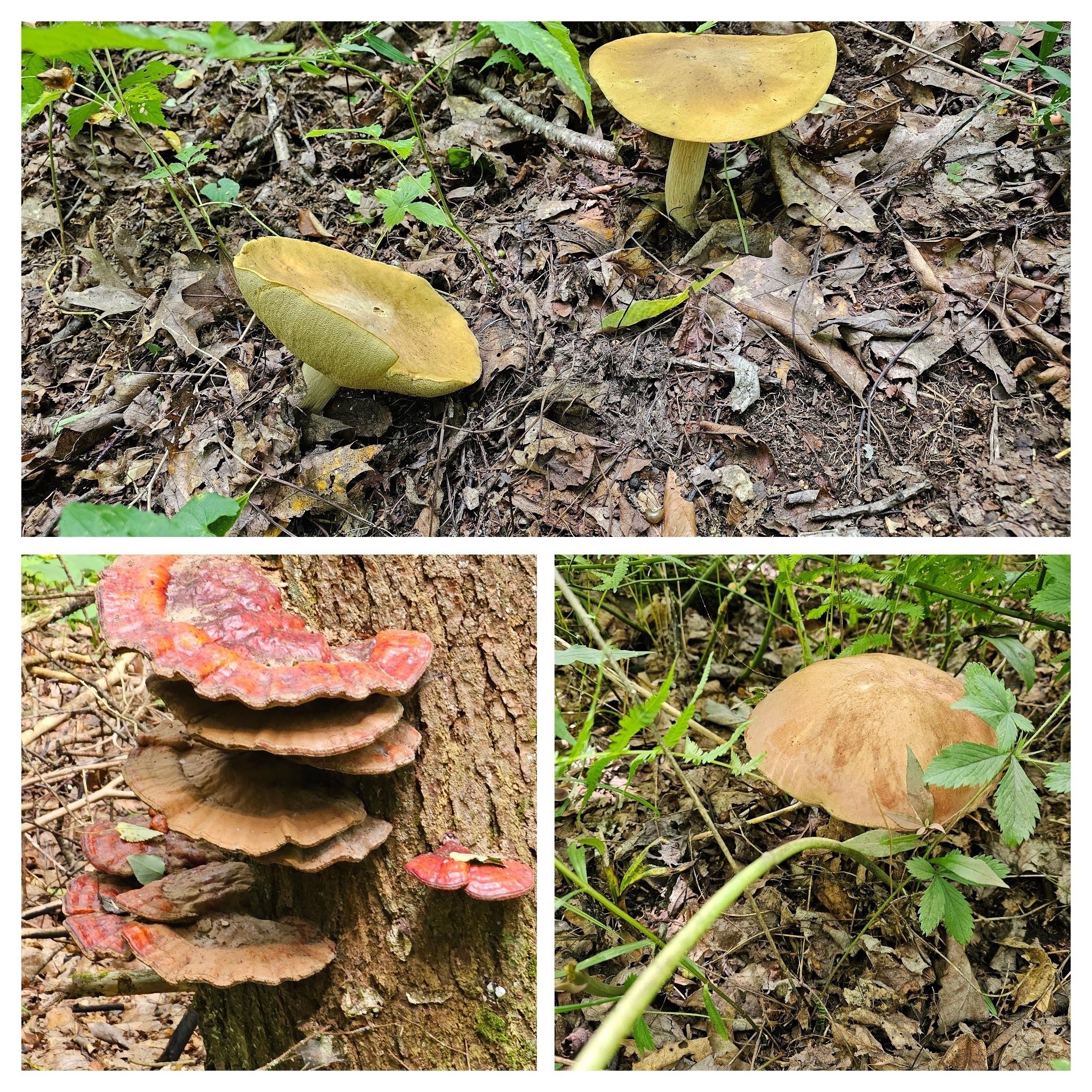 Some, but not a lot of fungus today.