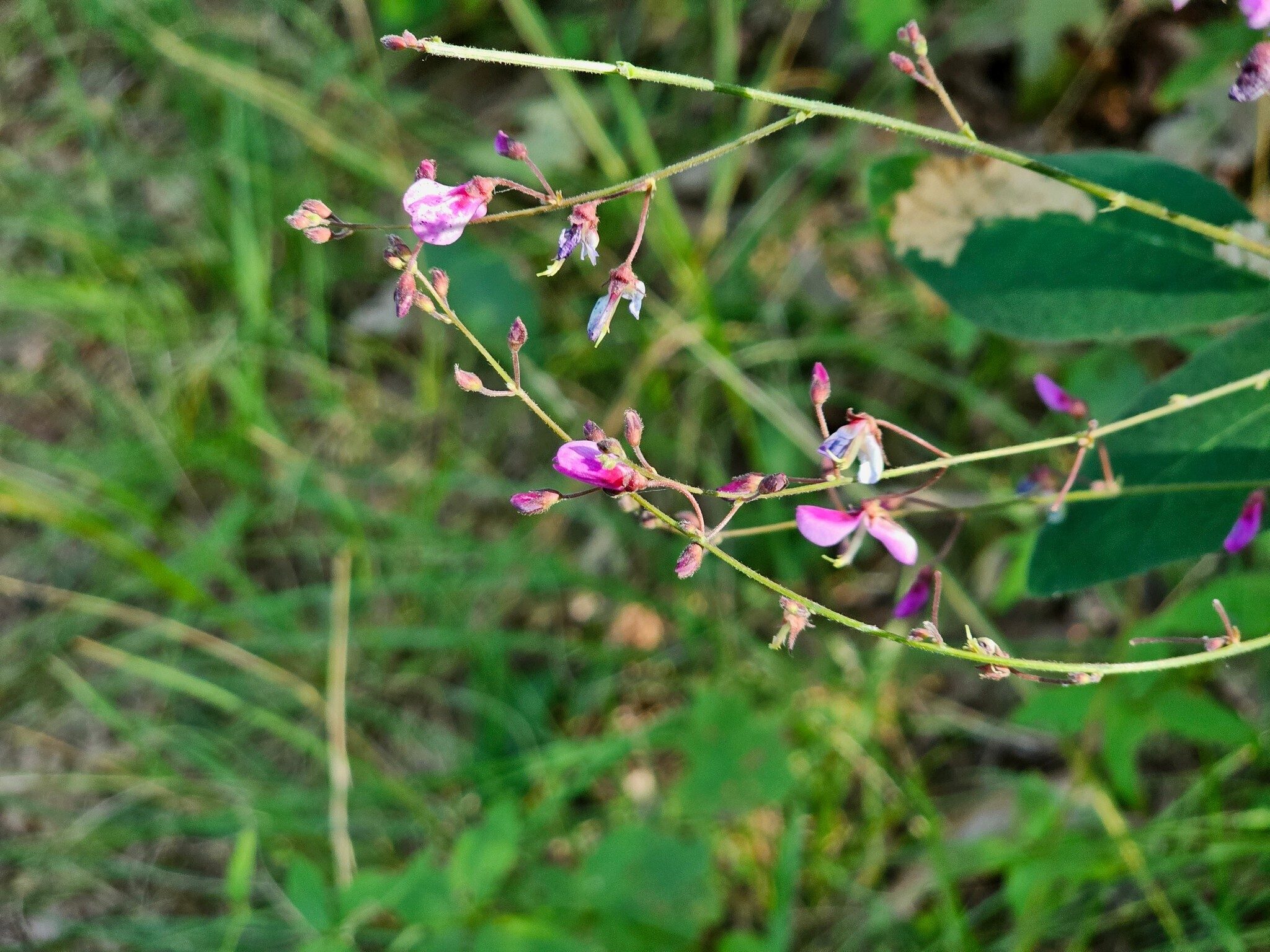 Not spectacular, these Beggar Lice (aka Tick Trefoil) blooms are still attractive.
