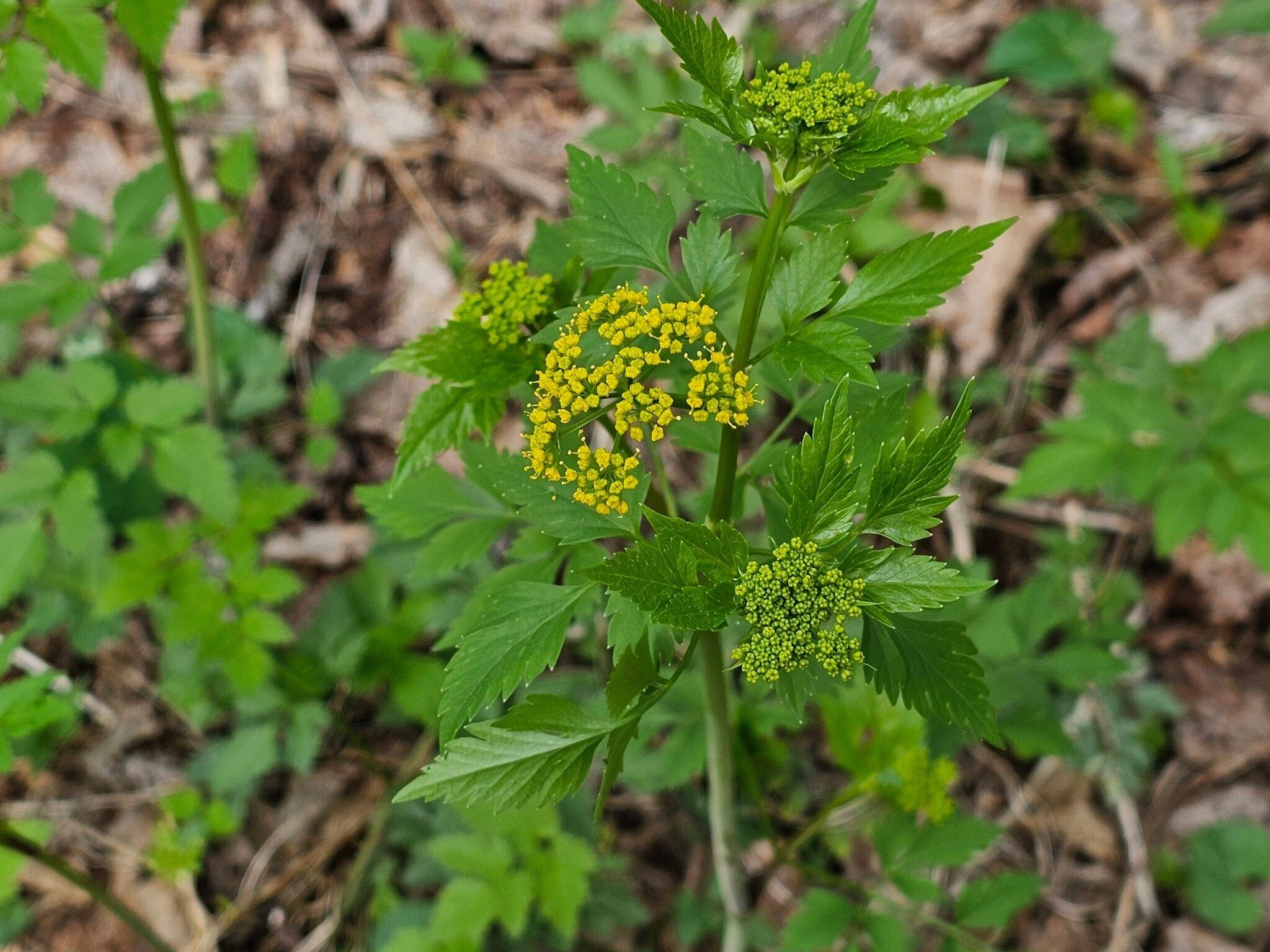 Golden Alexander, a wildflower I didn't recognize until our return back to the trailhead.