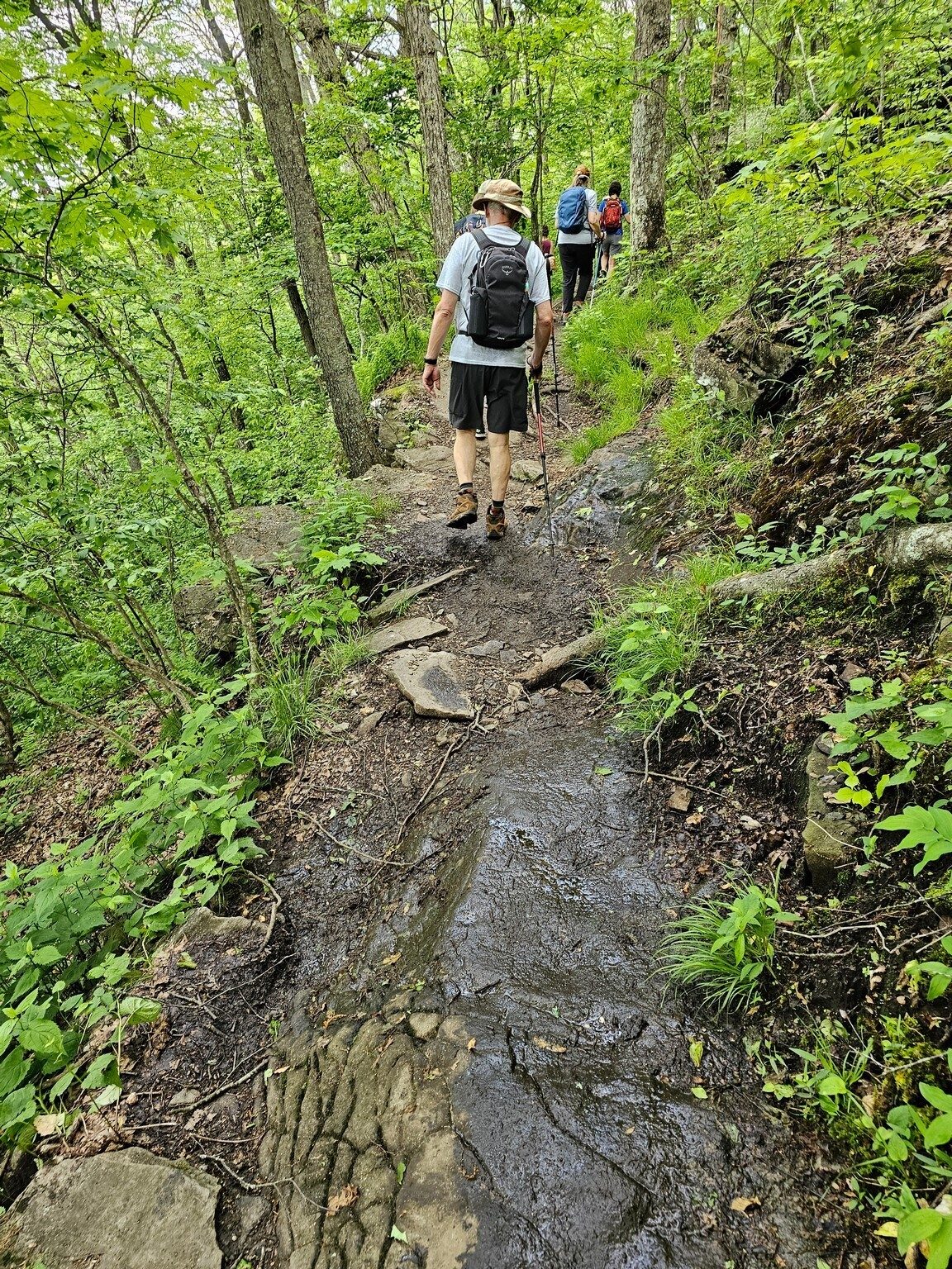 Much of the approach trail between Springer Mountain is quite rocky.