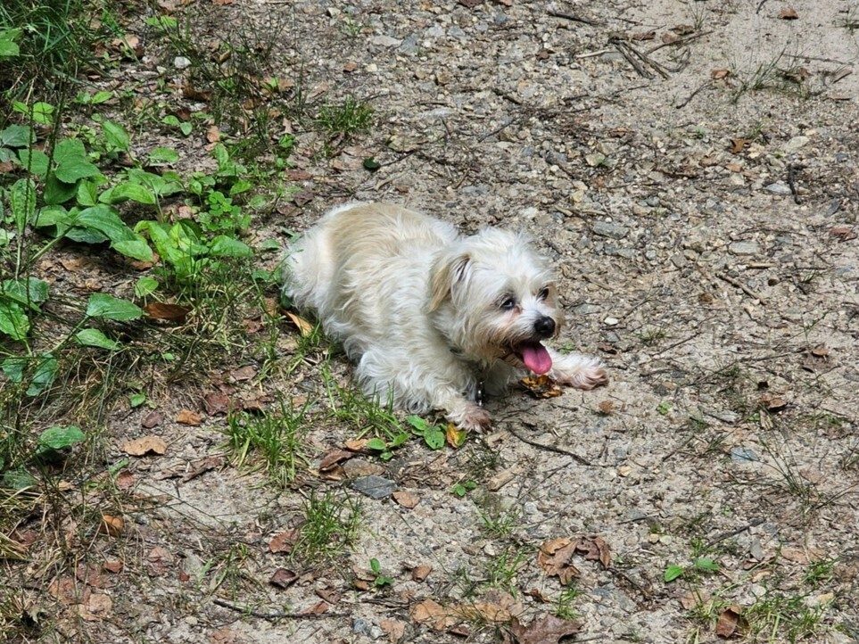 Off the Yellow Patch Trail.  Even Cutie Pie needs a break.