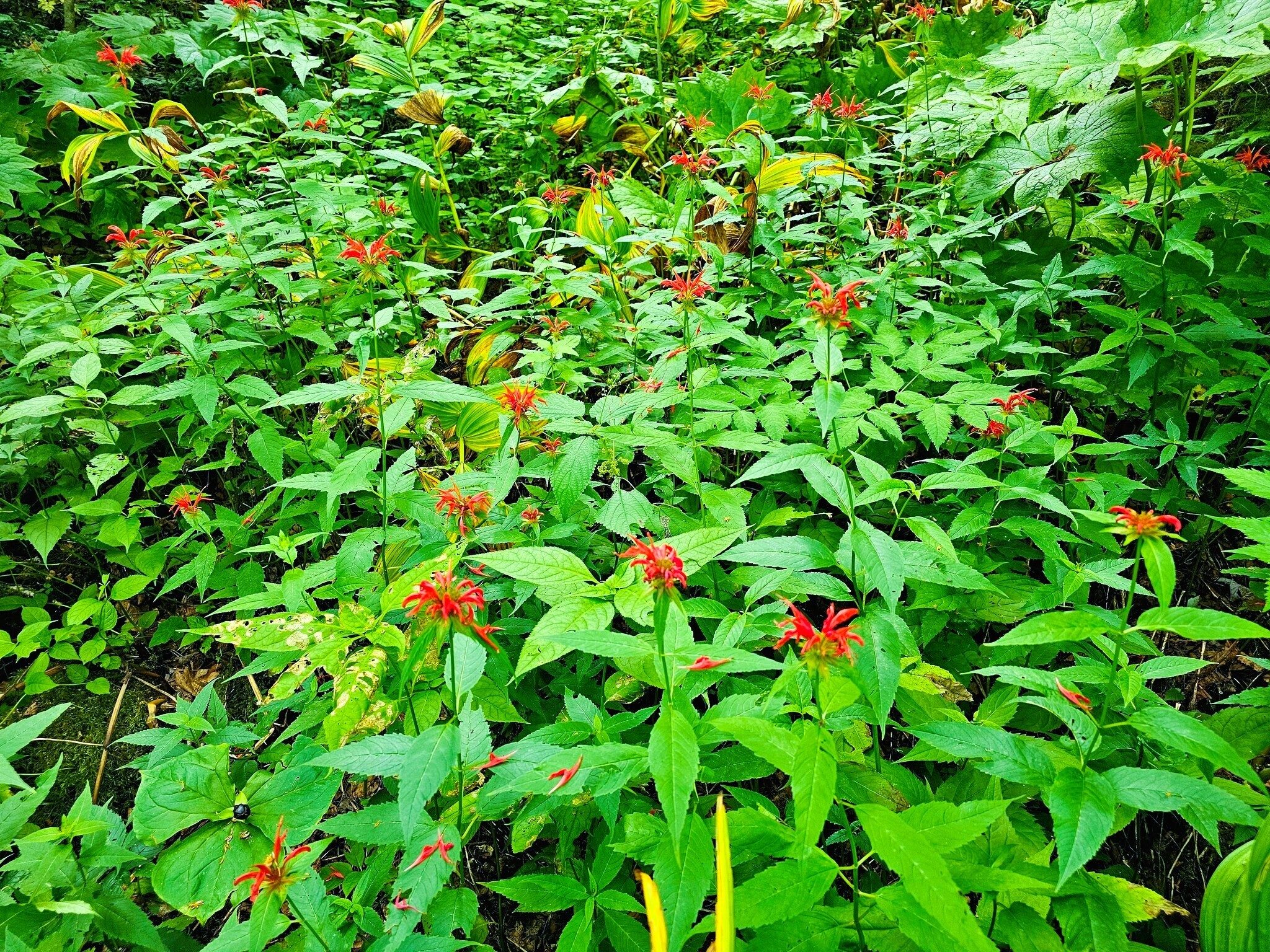 And there were masses of Red Beebalm, too.