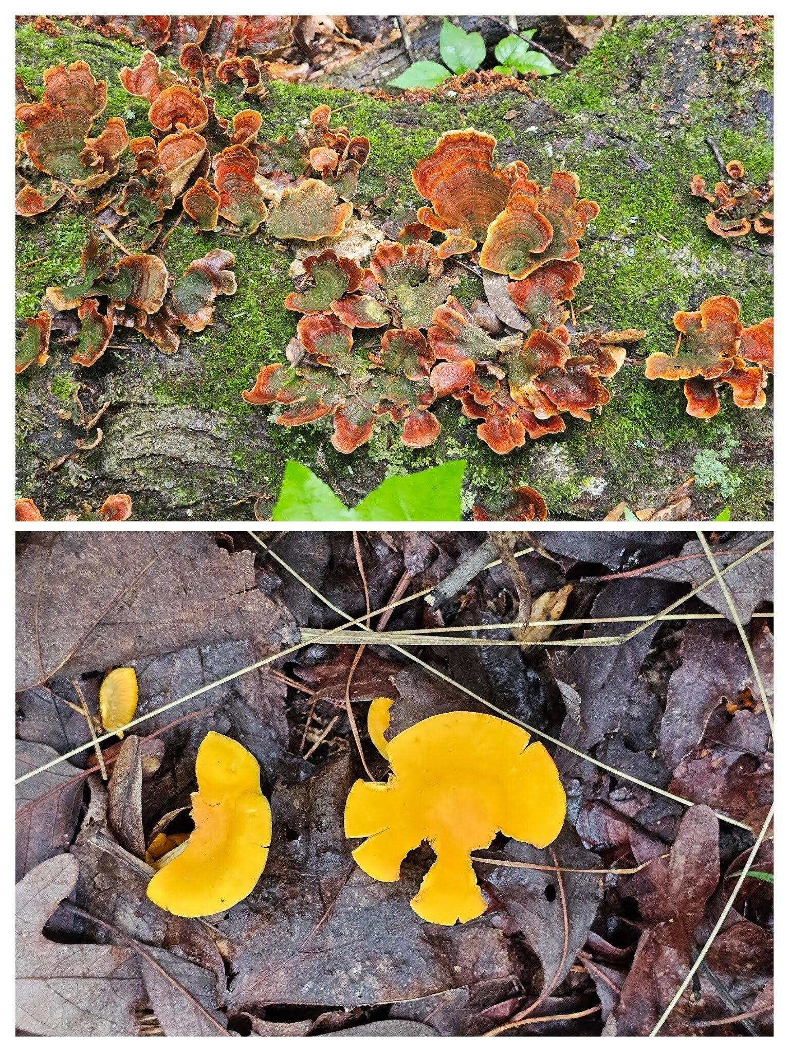 Some colorful fungus on our way back.