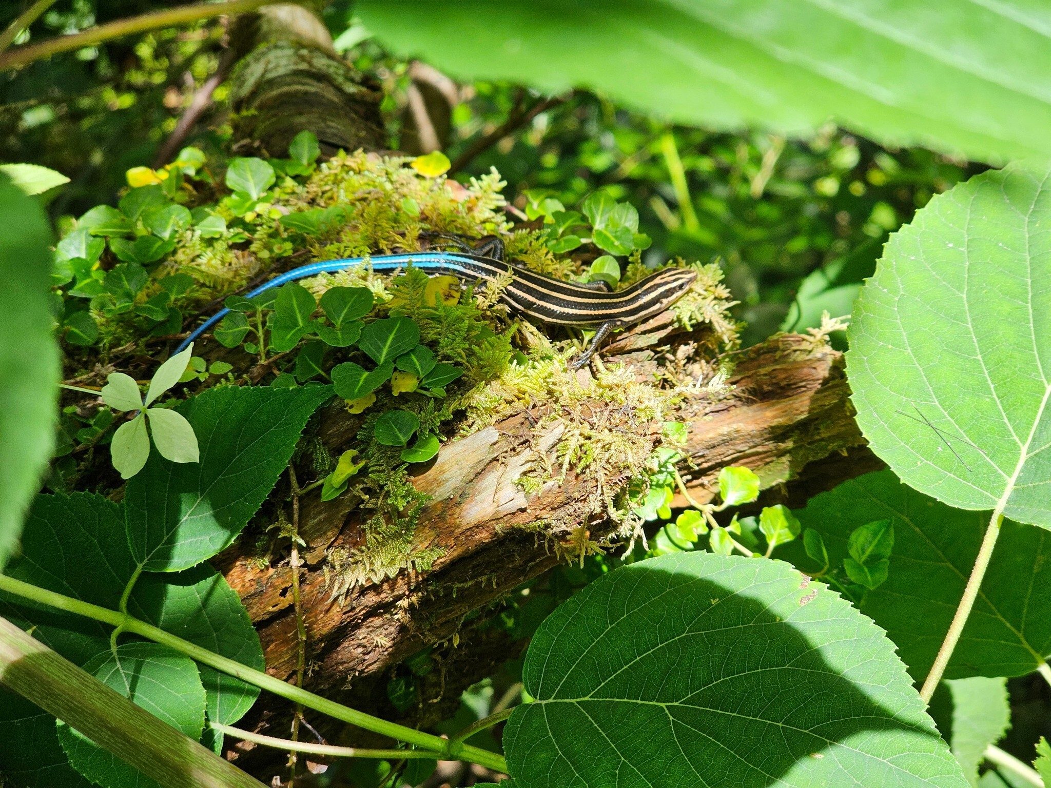 How about that Blue-tailed Skink sunning on top of a log.