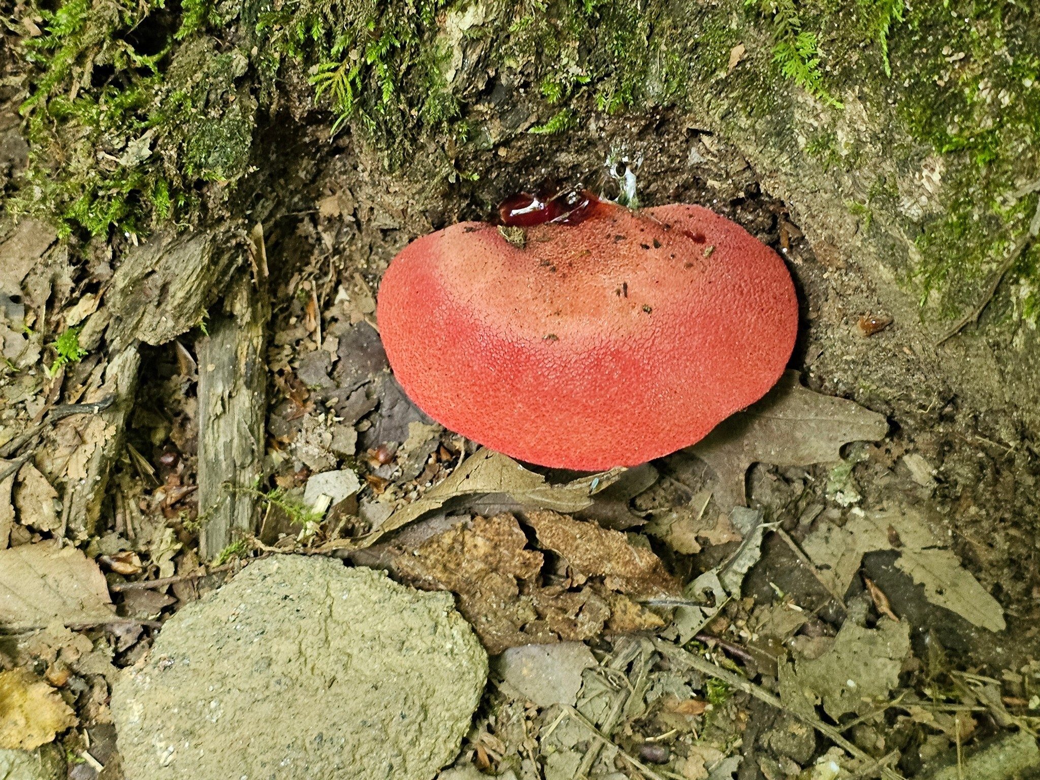 A striking fungus at the base of a tree along the trail.
