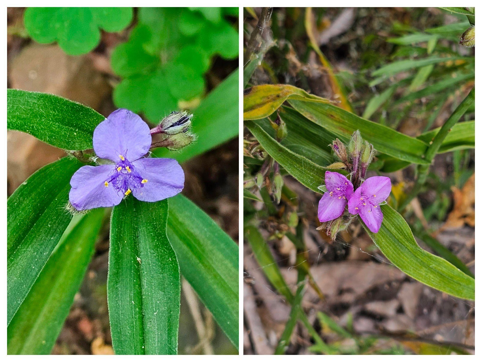 Spiderwort with the somewhat unusual pink variant seen on the rock outcropping of the 2nd bluff.