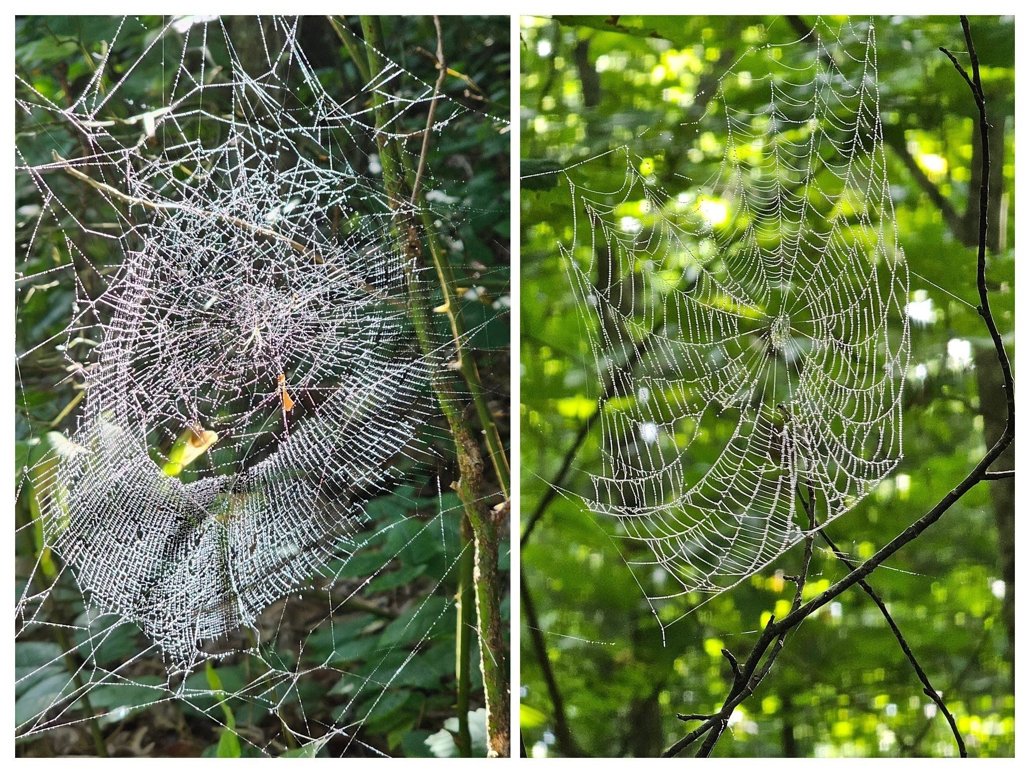 They're back!  Those wiley Joro Spiders.