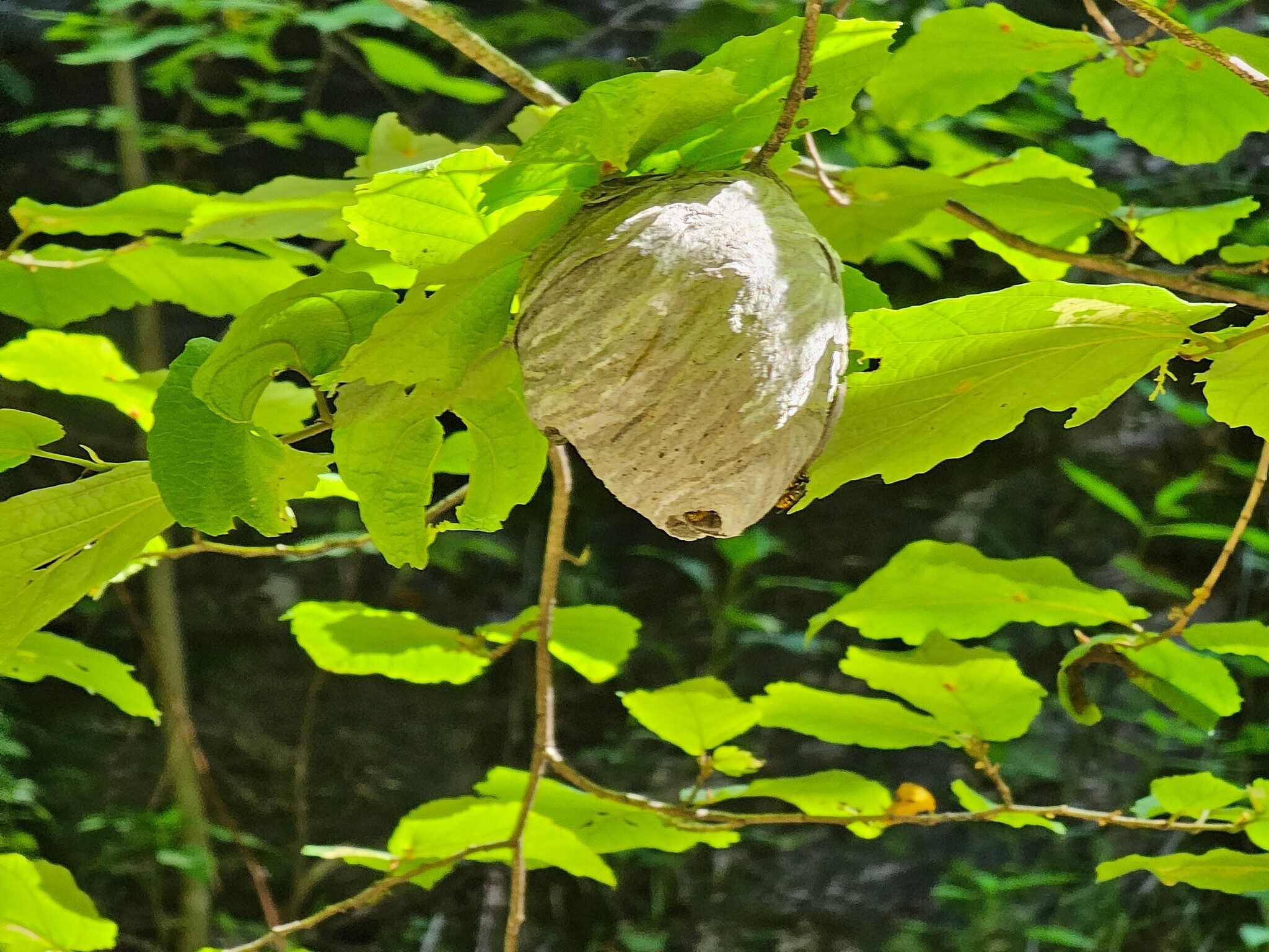 And guarded by an overhanging hornet's nest spotted by Roger Willis..