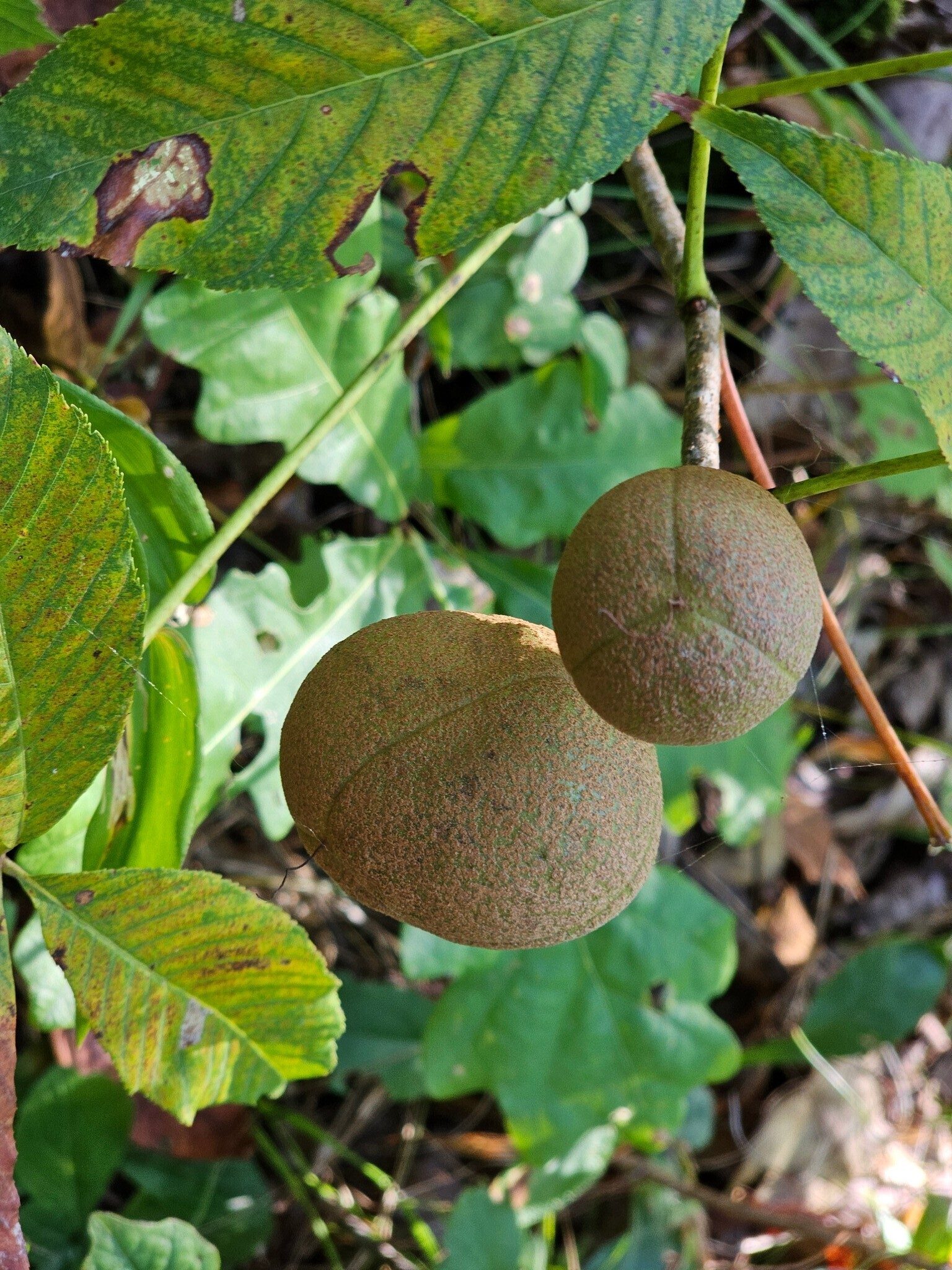Carey had to remind us this was the fruit of Red Buckeye.  Red Buckeye are quite numerous in the Lake Russell area.