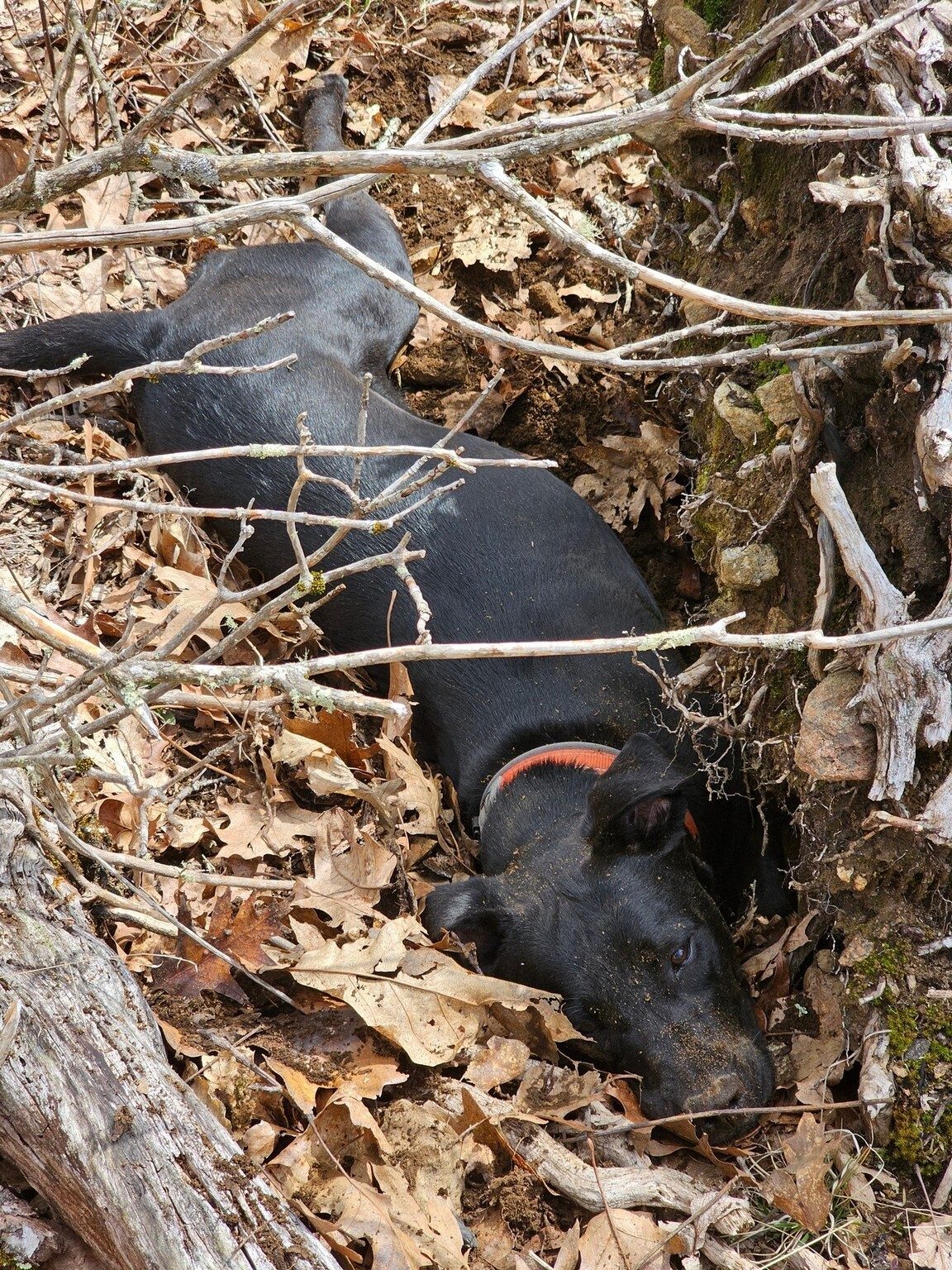Toby dug out a cool spot next to a rotted stump.  Smart dog!