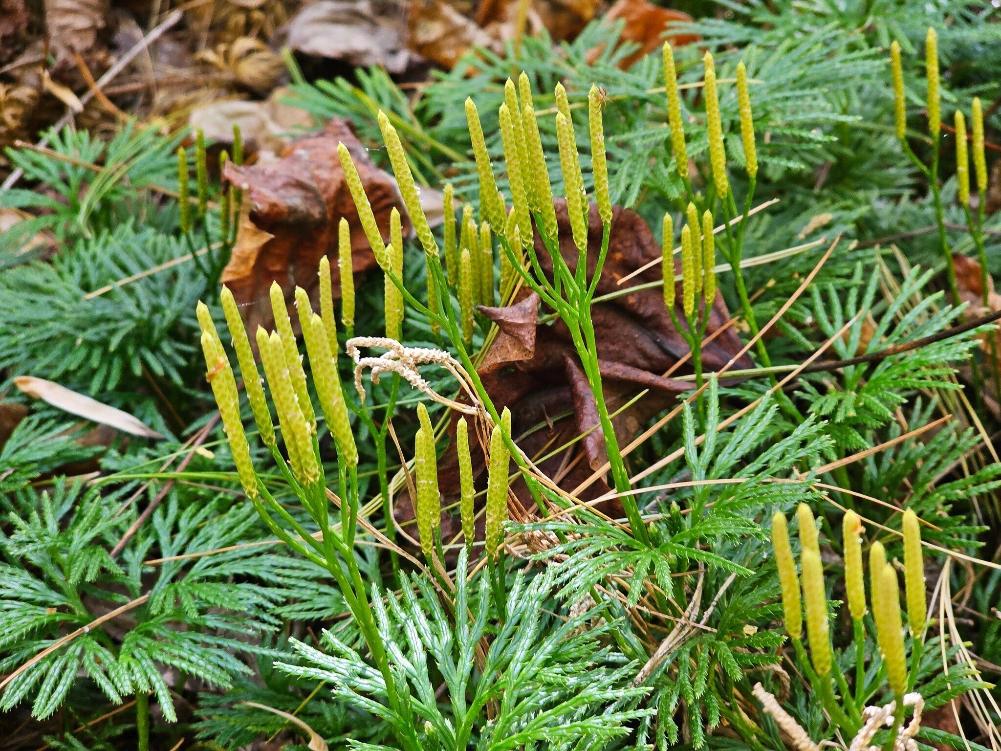 Southern Ground Cedar (aka Lycopodium or Fan Club Moss).  So green when everything else was drying up.