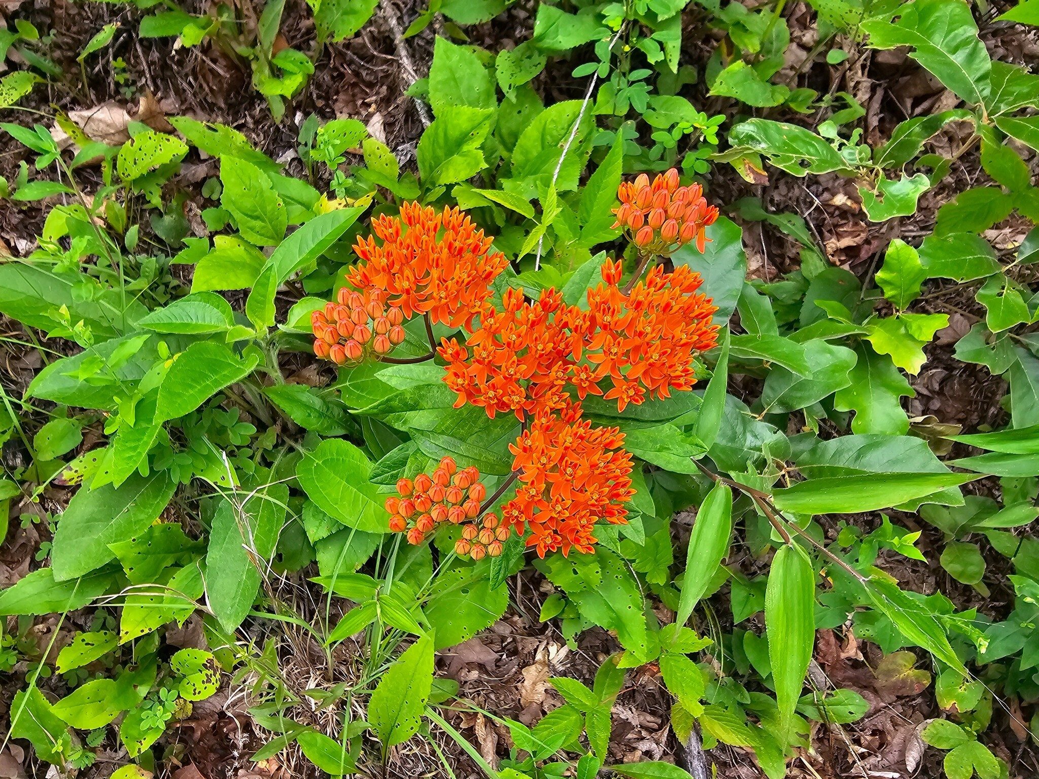 We saw a number of these Butterfly Weeds in the few open areas the trail passed through.