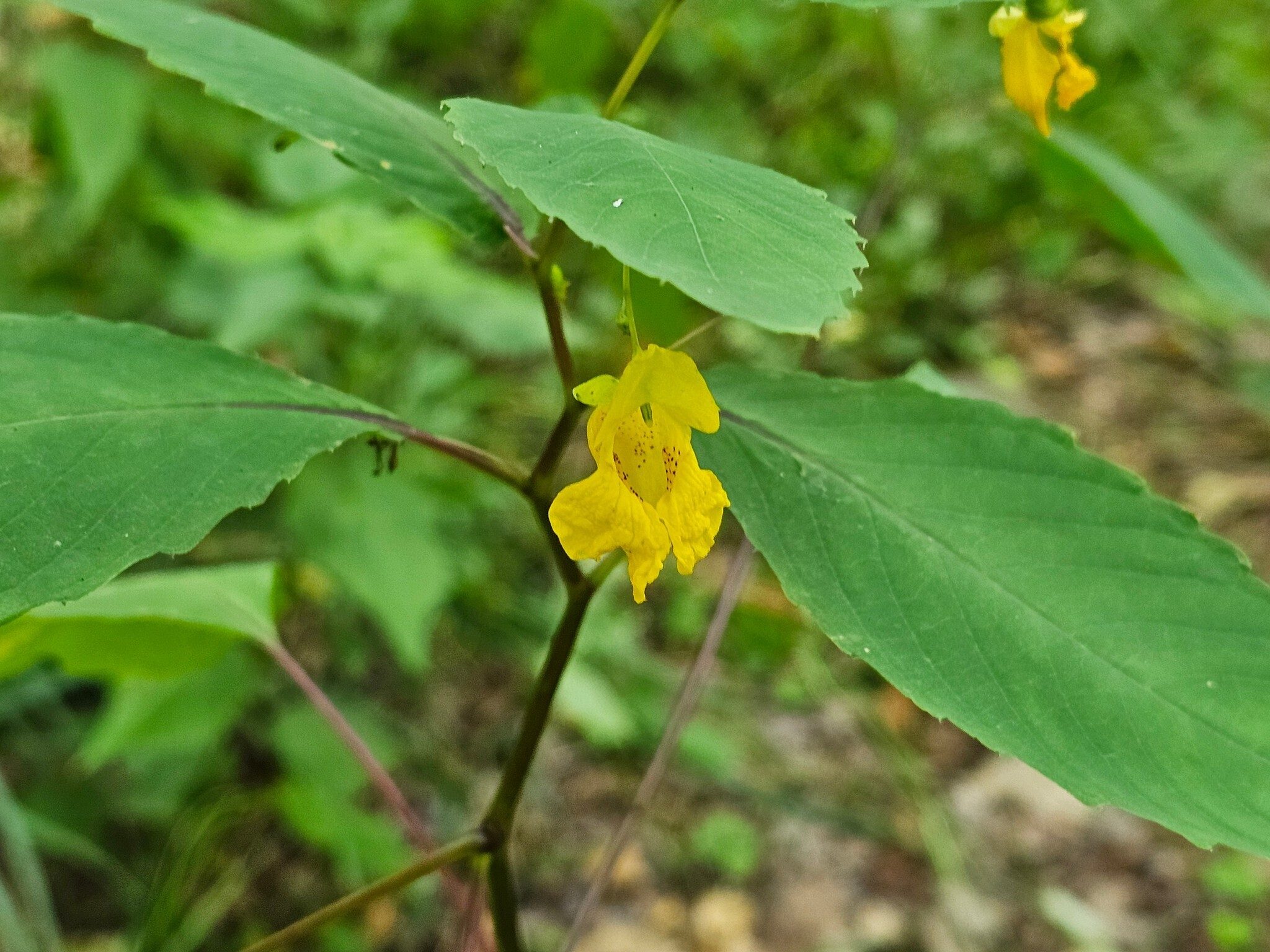 There were many of these Yellow Jewelweed, but only one fully open.