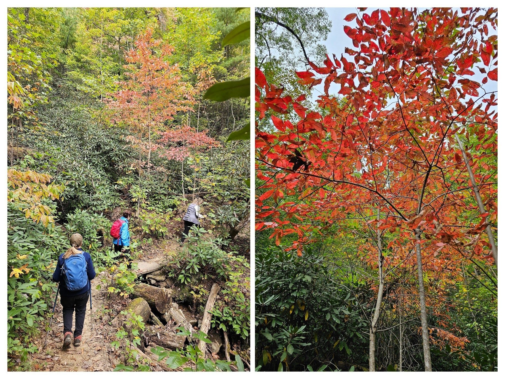 Headed up, and I mean up, the trail toward Angel Falls.  Beginning to see some fall colors.