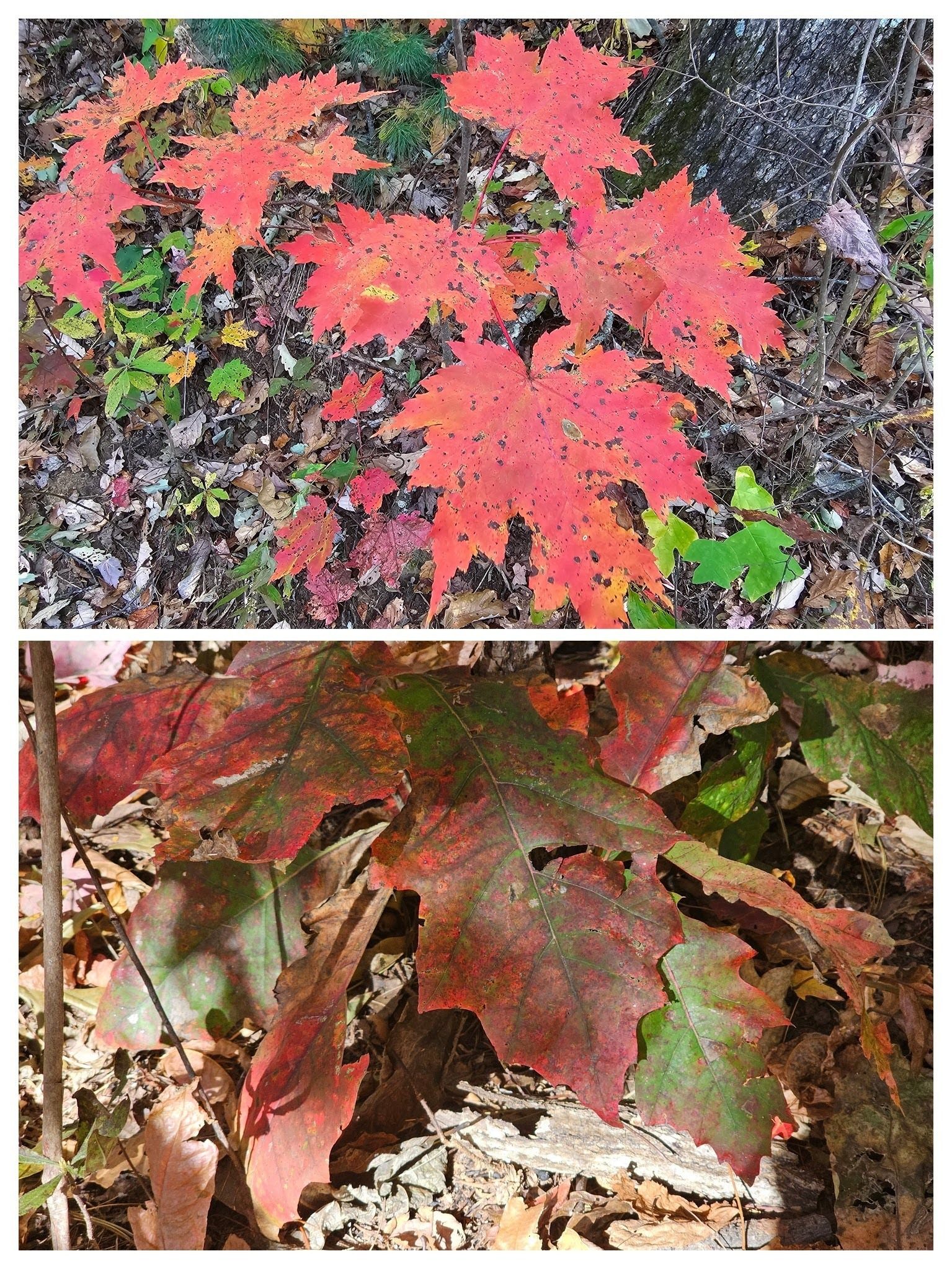 Some of the red colors of young maples and oaks seen along the trail.  Really large leaves on that one.