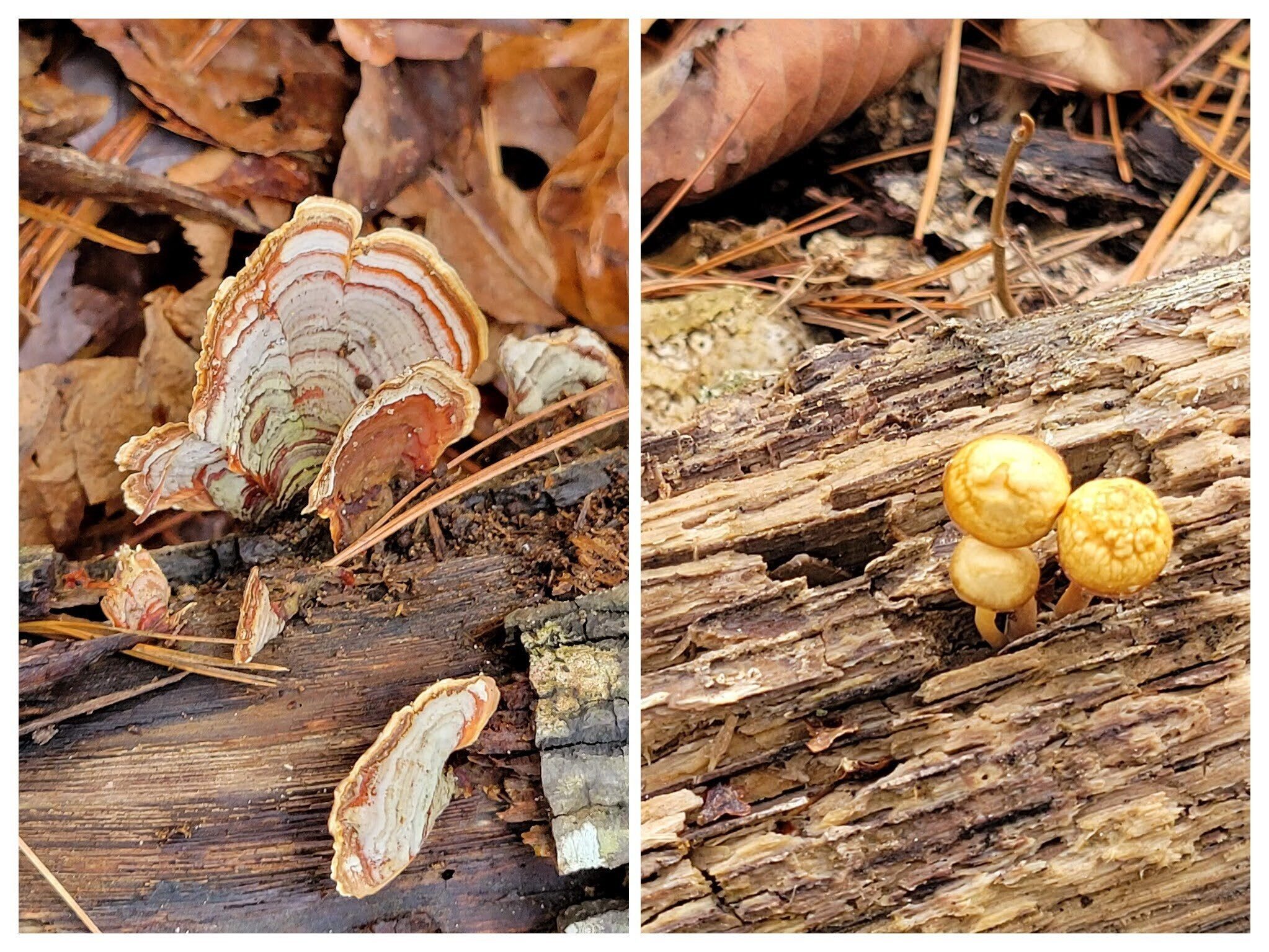 interesting mushrooms along the way.  The one in the right frame has a cap smaller than a dime!