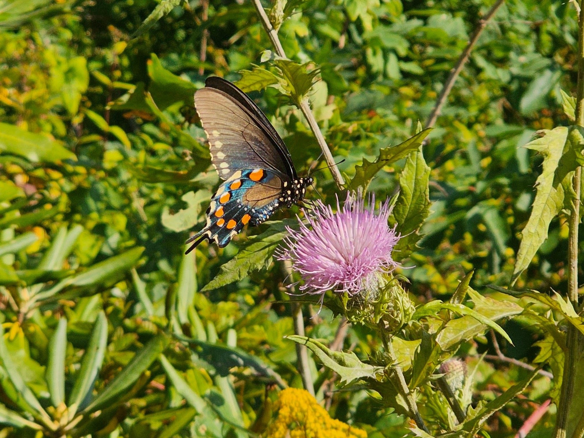 How about this Pipevine Swallowtail  on Thistle seen at the trailhead?