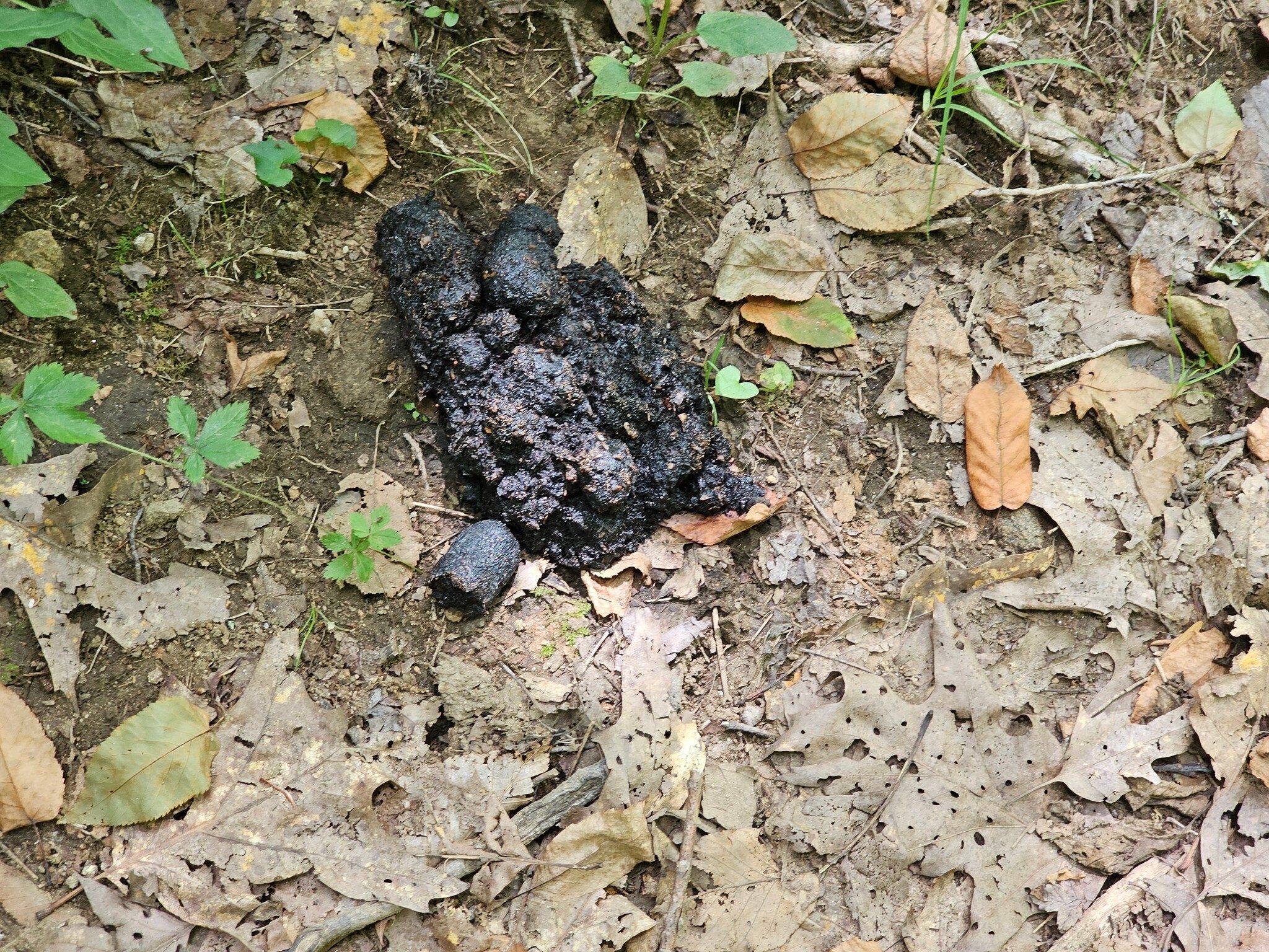 Anyone see a bear?  Several more of these droppings were found on our path back.