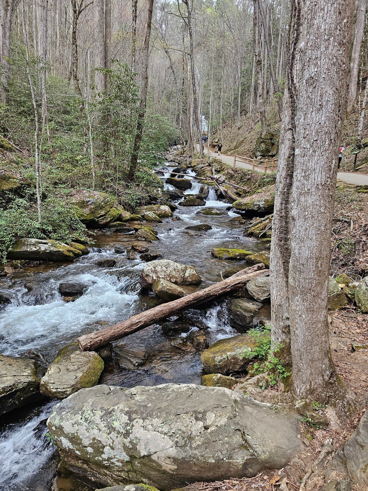 Interesting, but the walk up to Anna Ruby Falls is the only time we hike along Smith Creek.